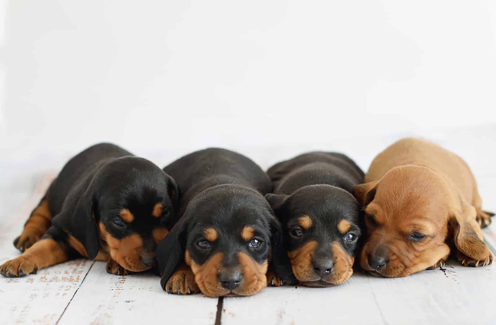 cuatro lindos cachorros de dachshund acostados en el suelo