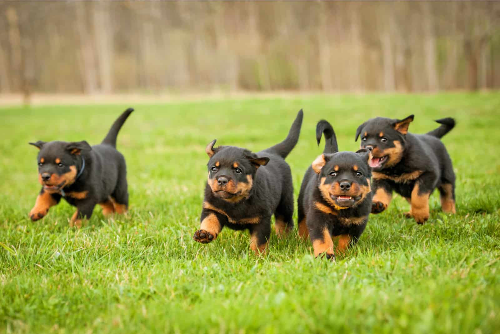 cuatro lindos cachorros de rottweiler corriendo