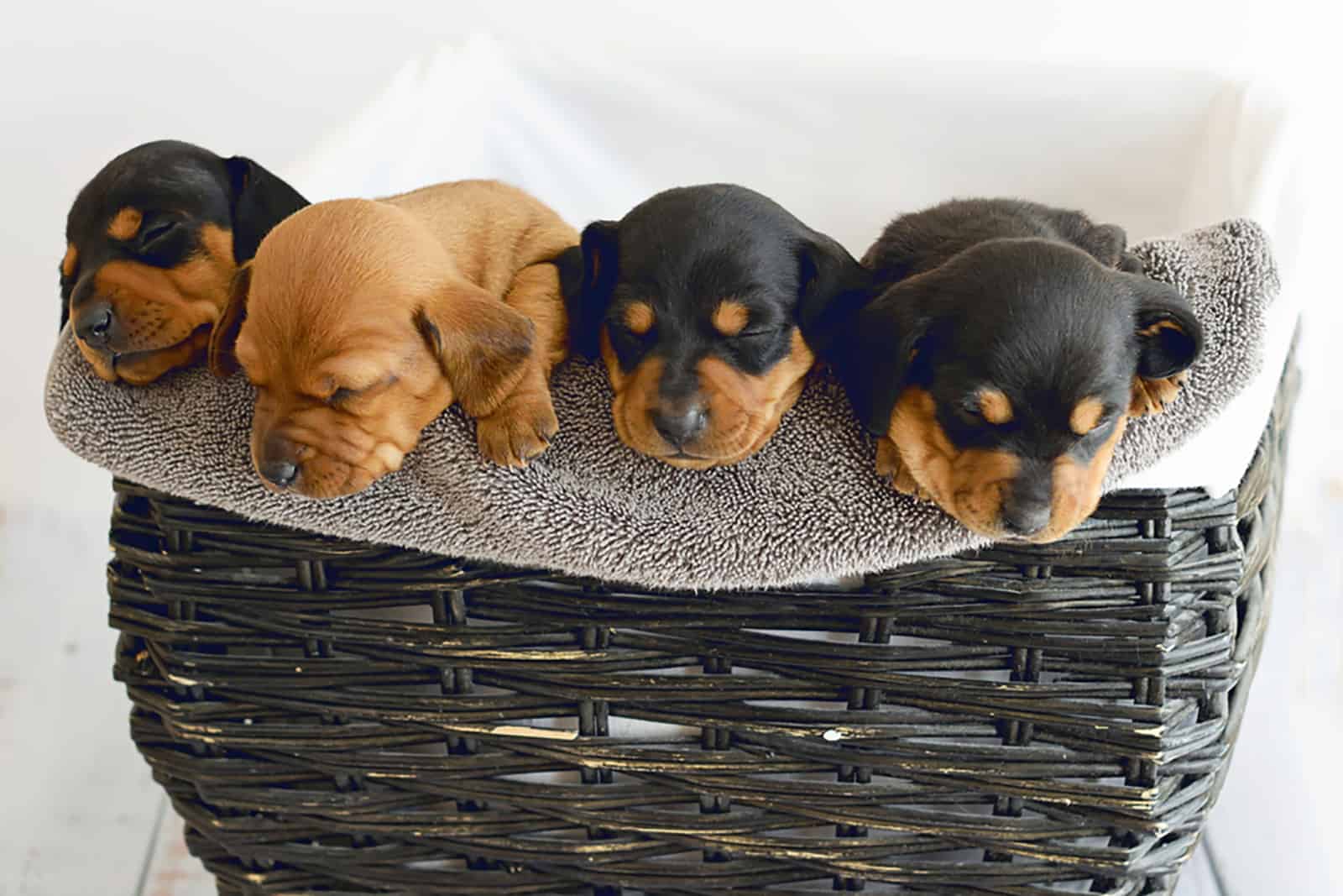 cuatro cachorros de dachshund durmiendo en una cesta