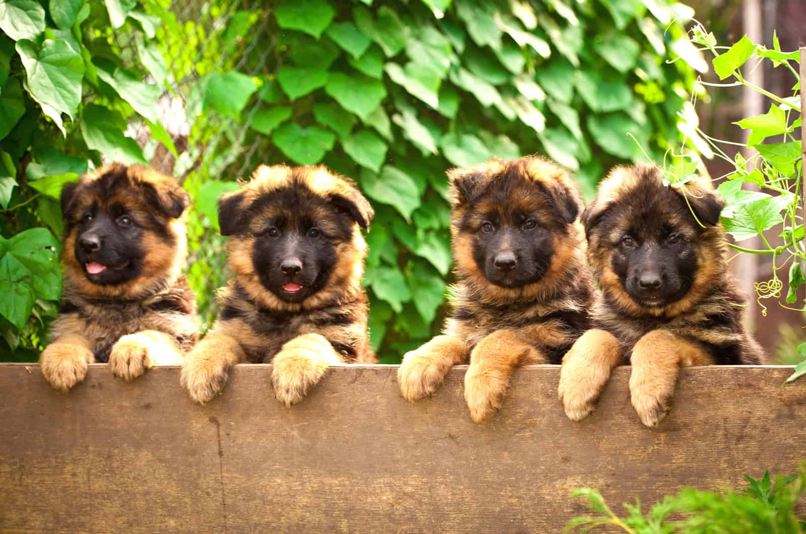 cuatro cachorros de pastor alemán mirando sobre la cerca