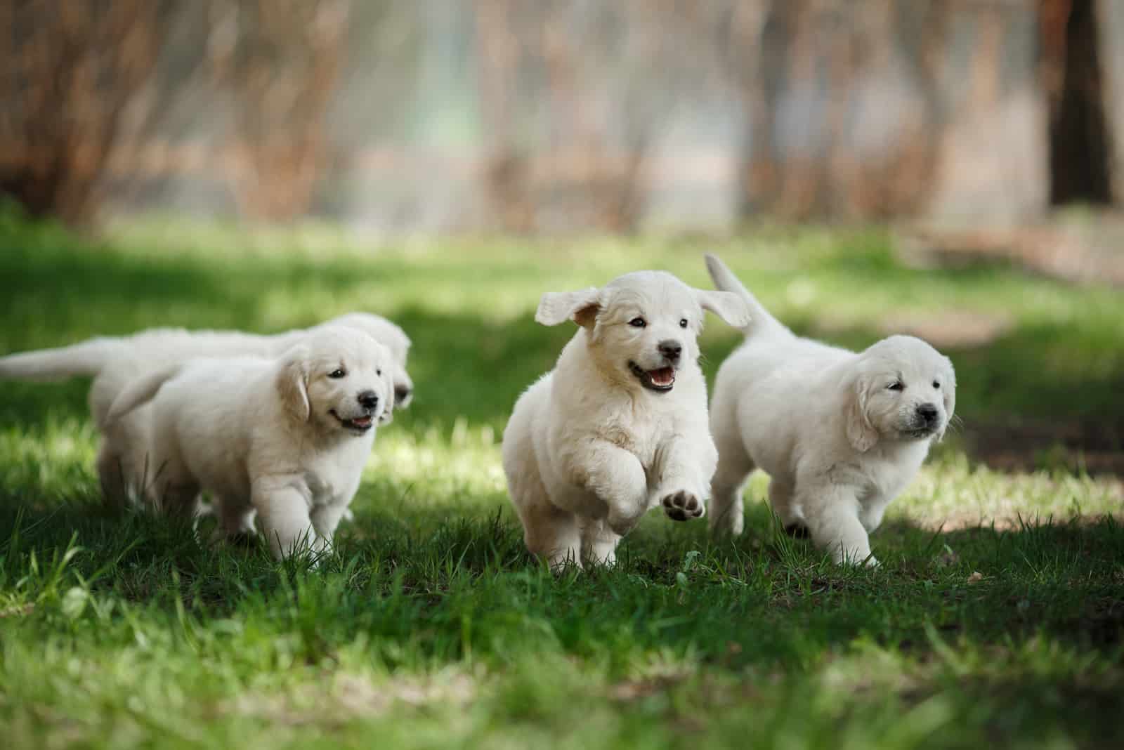 cuatro cachorros de labrador retriever jugando en el césped