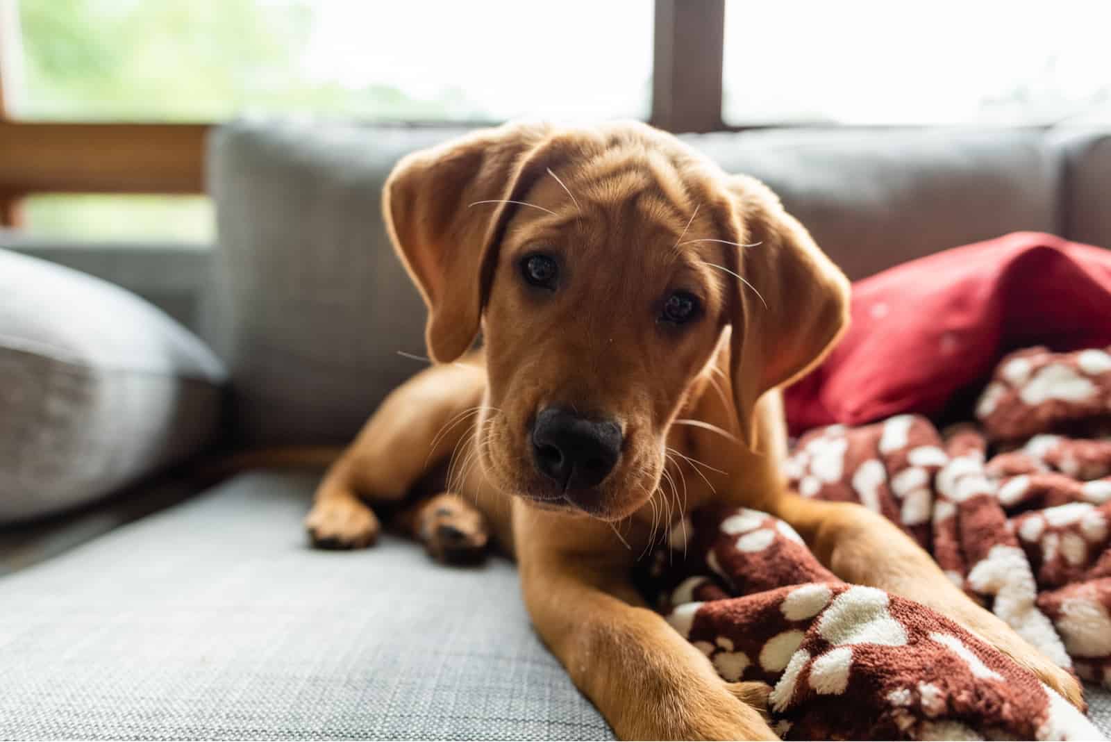 cachorro de labrador rojo zorro en el sofá