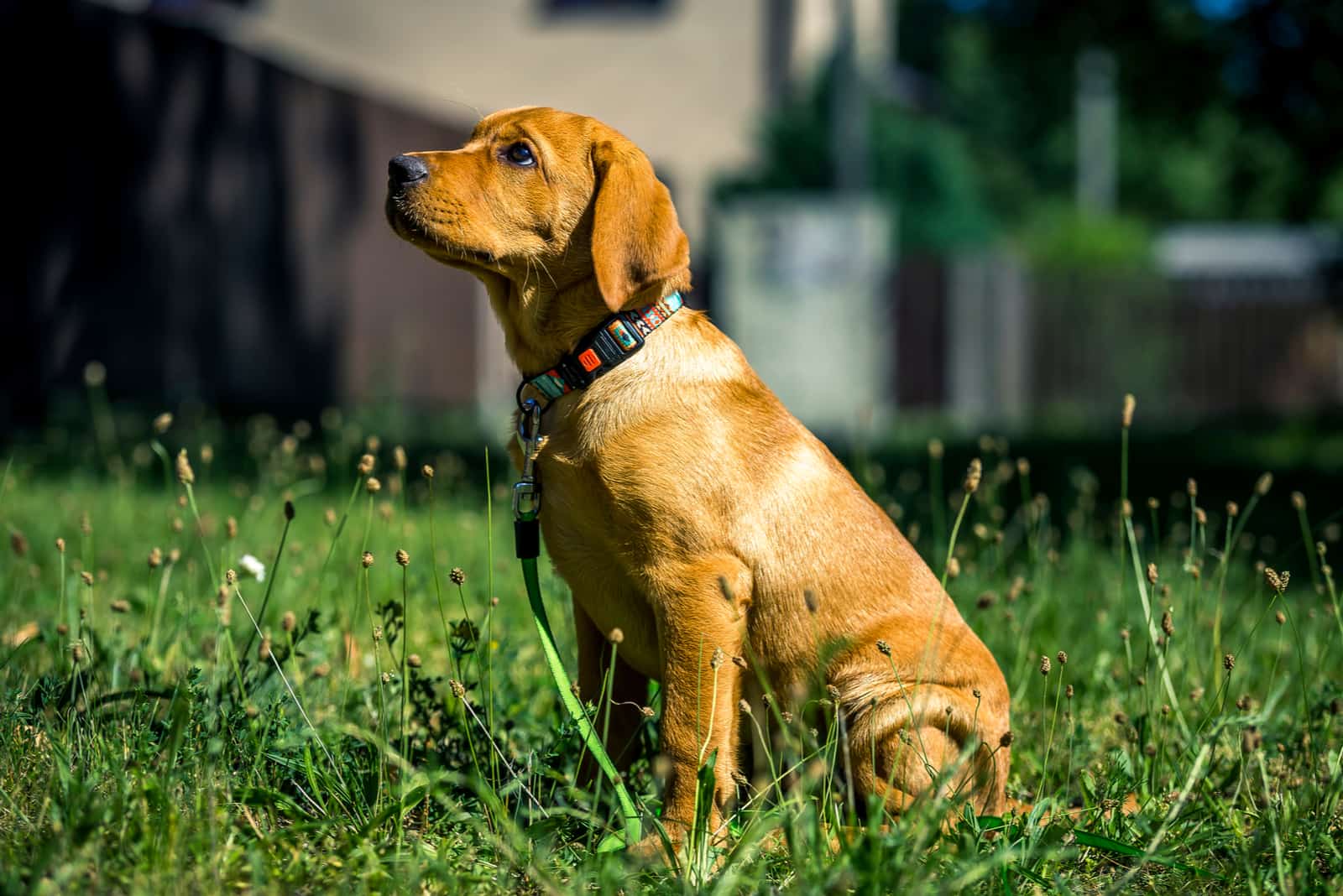 cachorro de labrador rojo zorro sentado en el césped en el patio