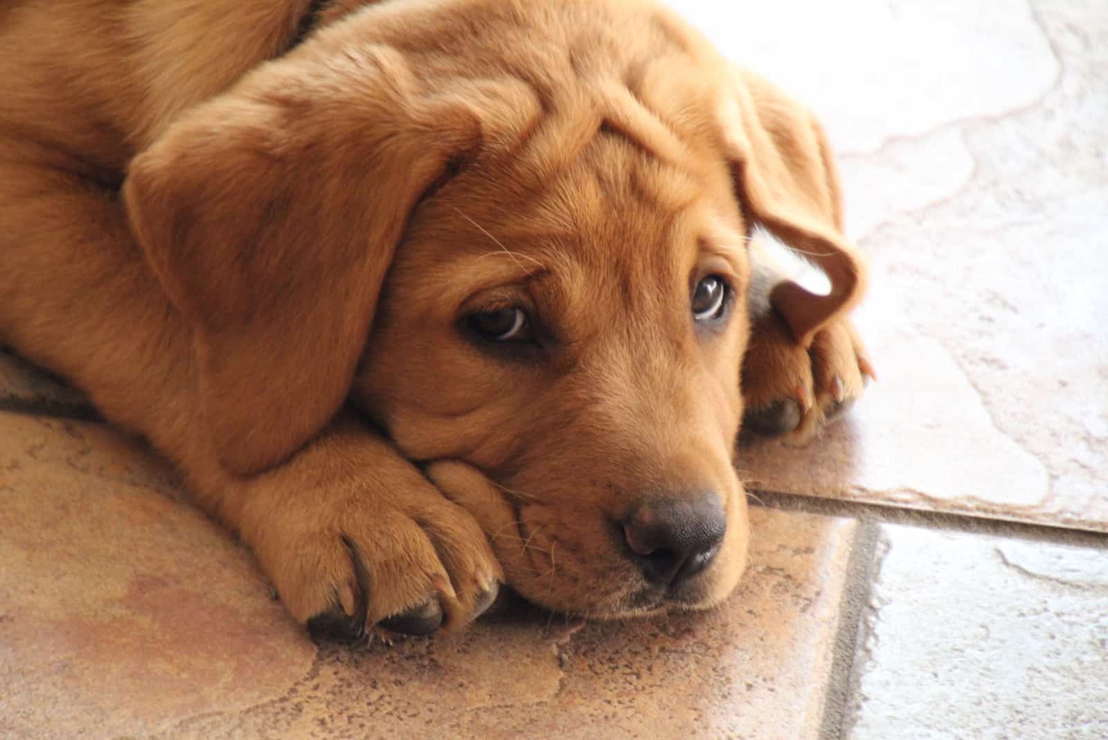 cachorro de labrador retriever rojo zorro tumbado en el suelo