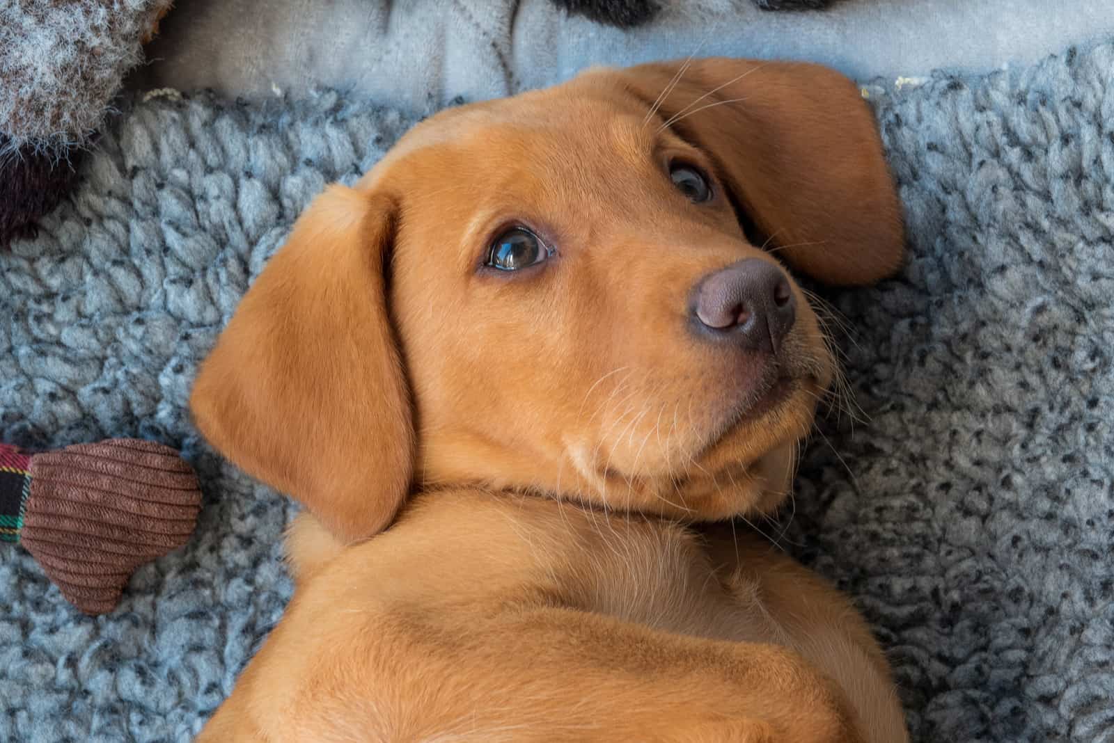 cachorro de labrador retriever rojo zorro relajándose en su cama
