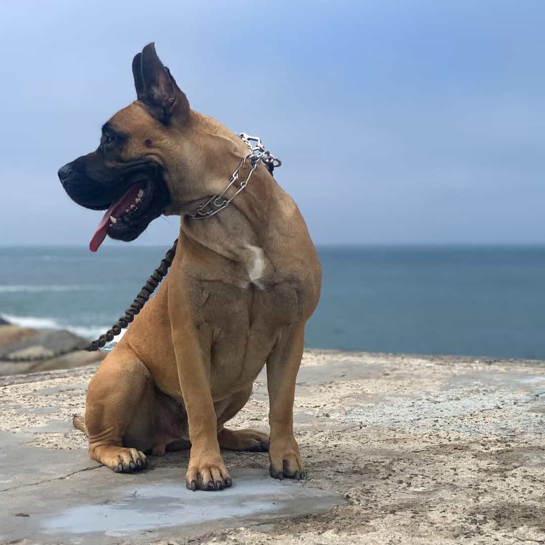 Bulldog Francés y Gran Danés