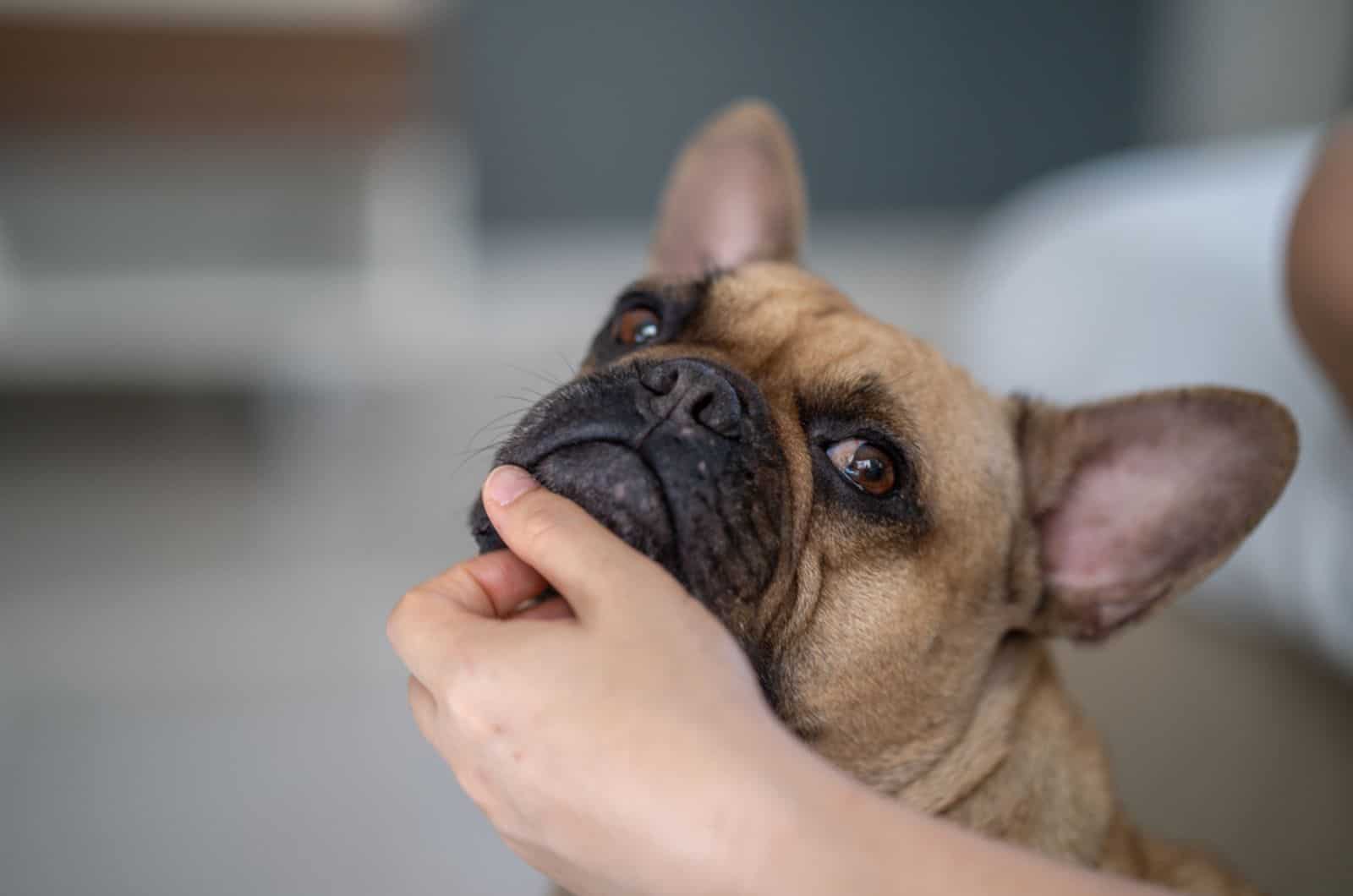 bulldog francés mirando a su dueño