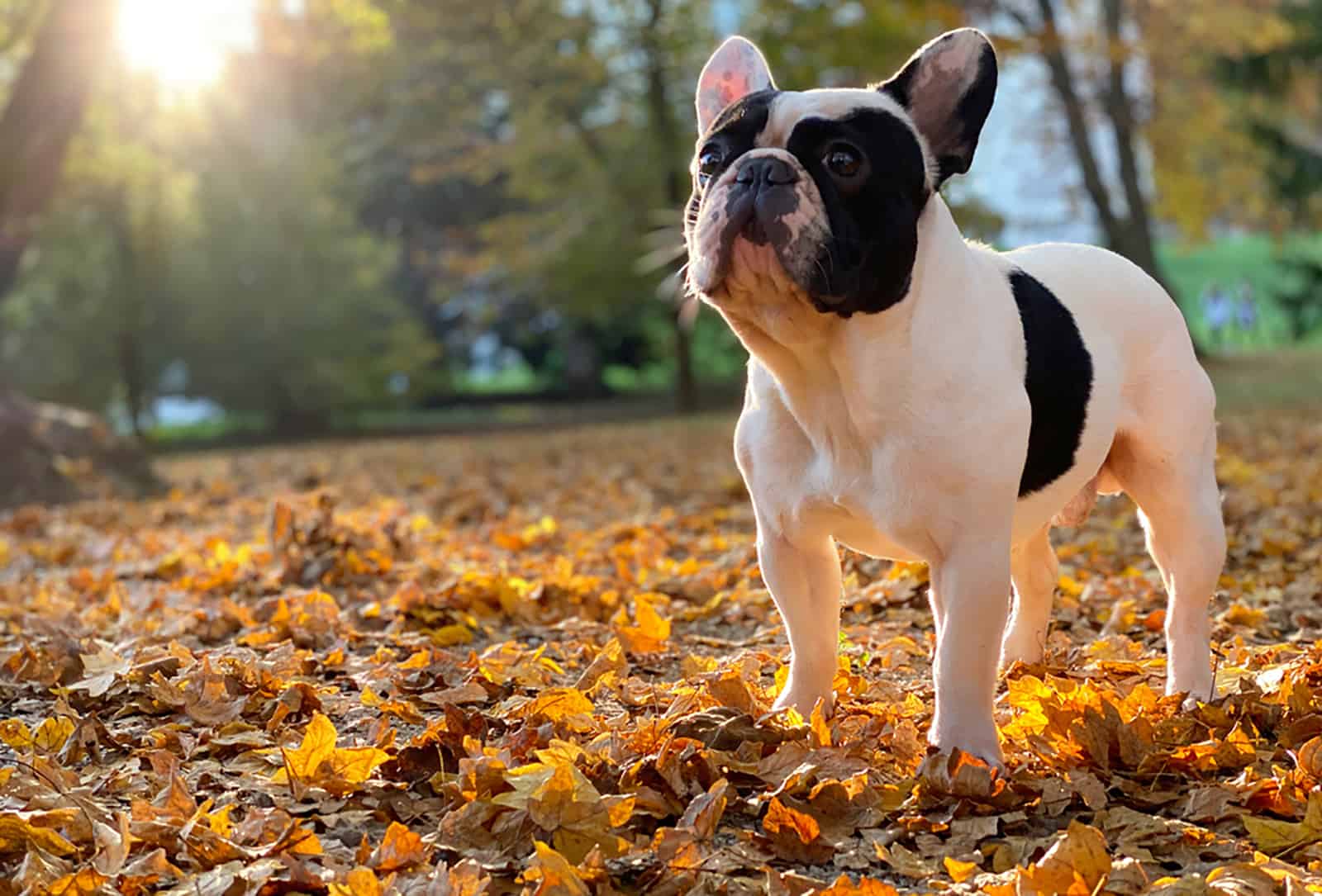 bulldog francés en el parque