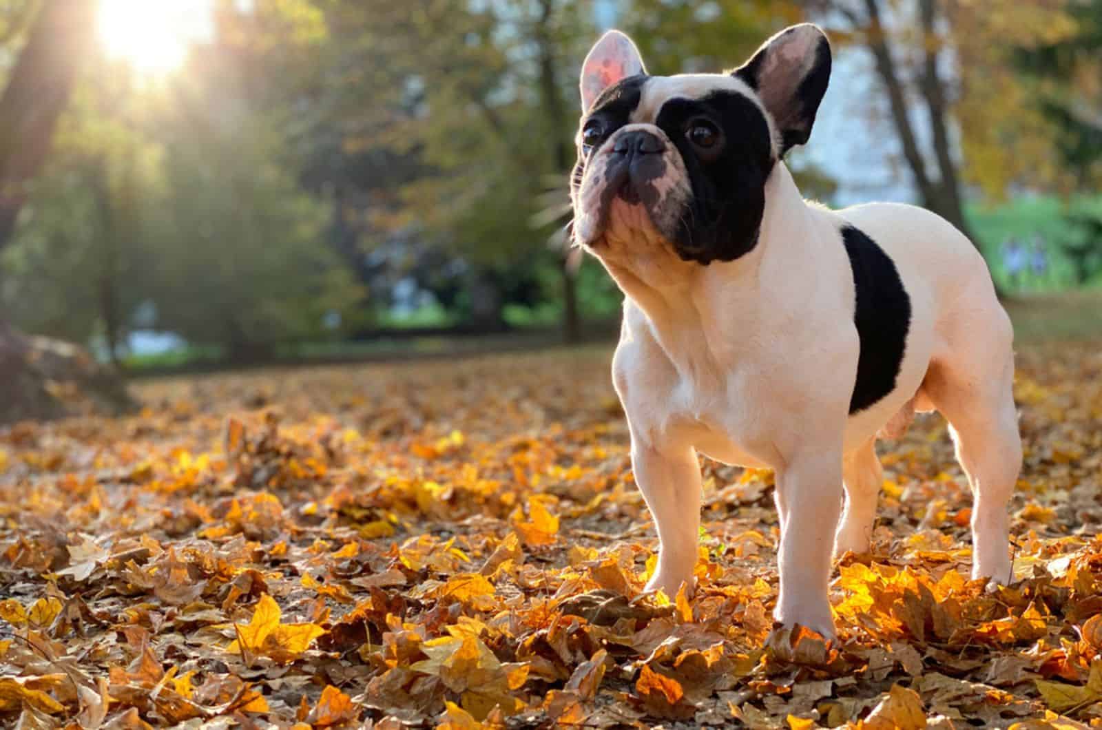 bulldog francés en el parque