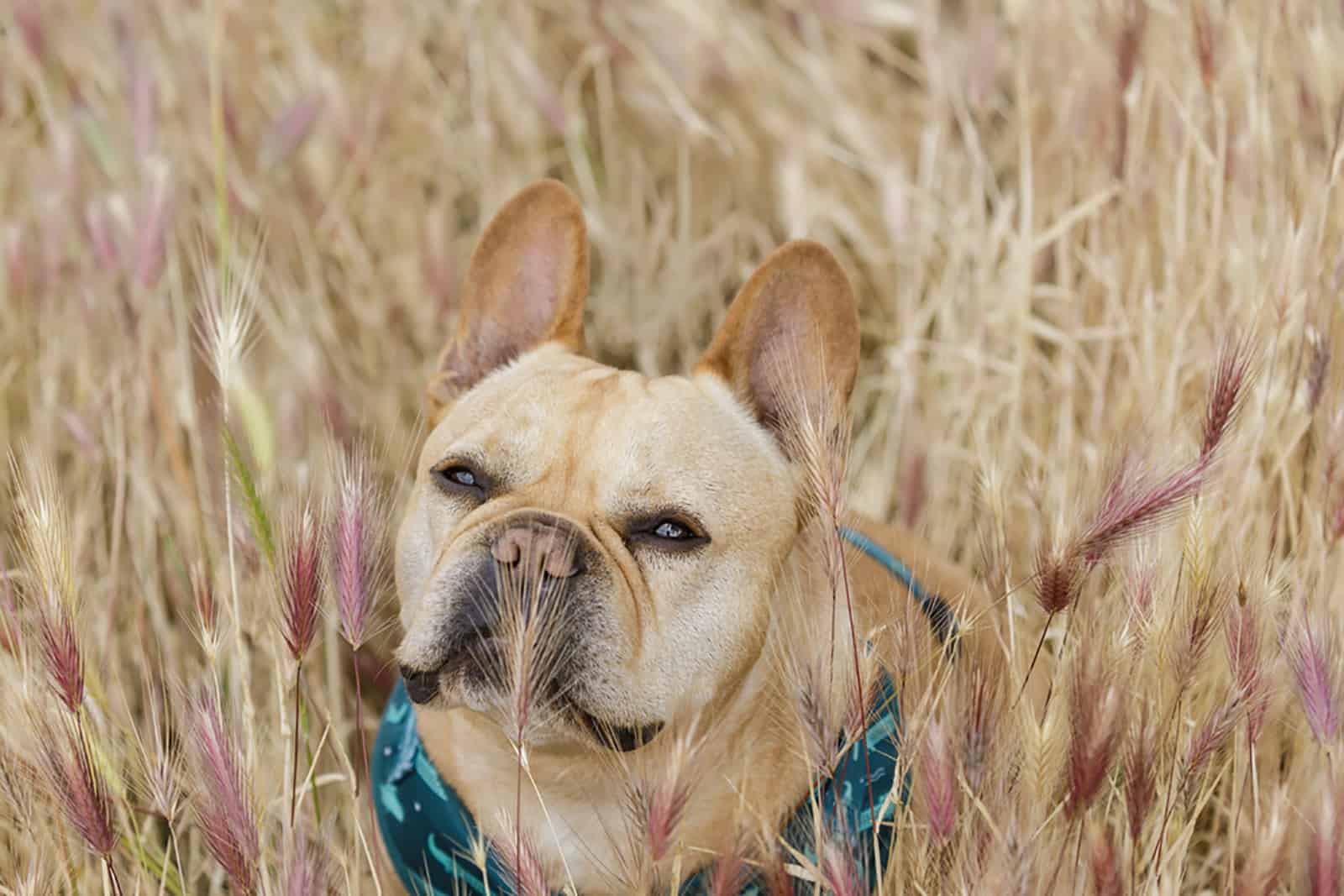 bulldog francés en campo de cola de zorro
