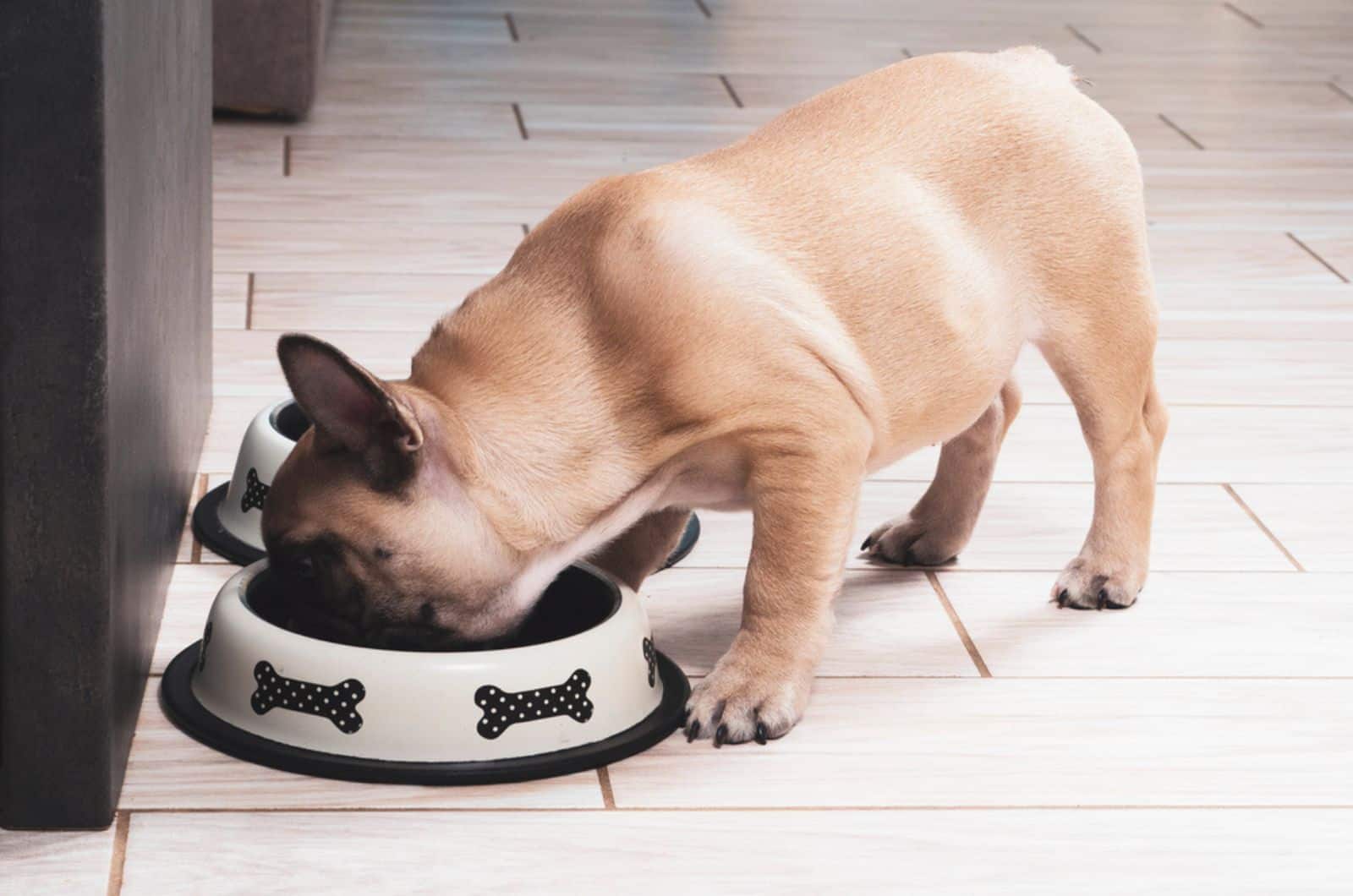 bulldog francés comiendo de un bol