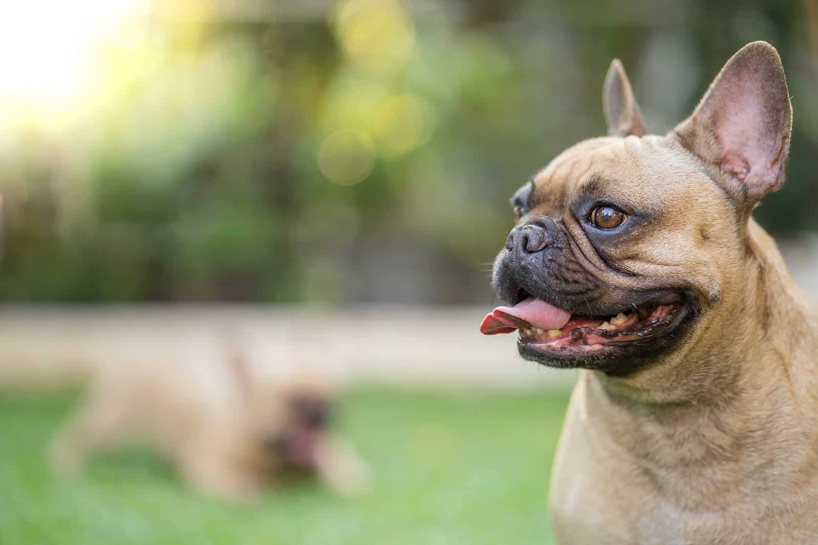 bulldog francés de pie en el jardín