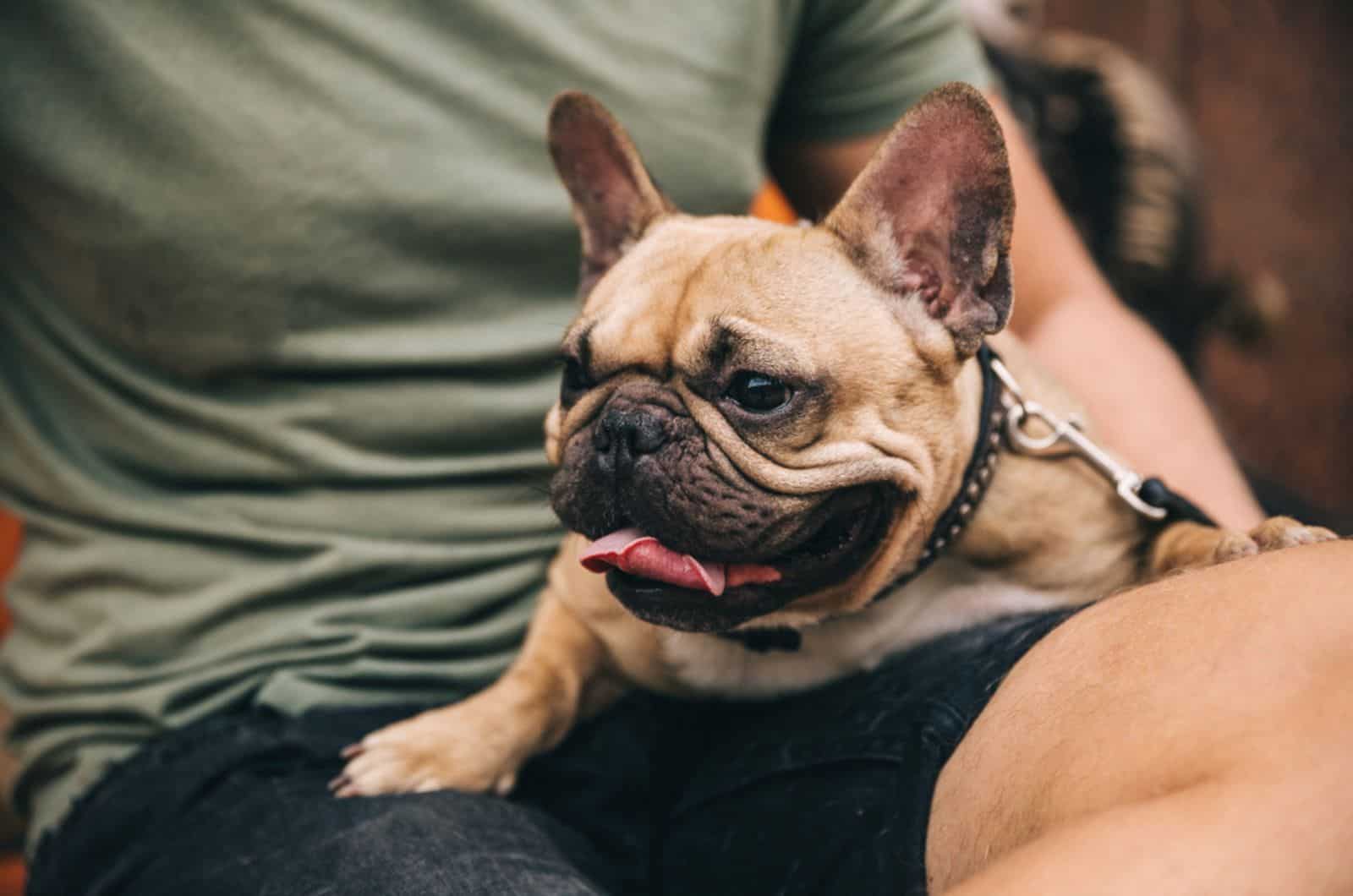 bulldog francés sentado en el regazo de su dueño