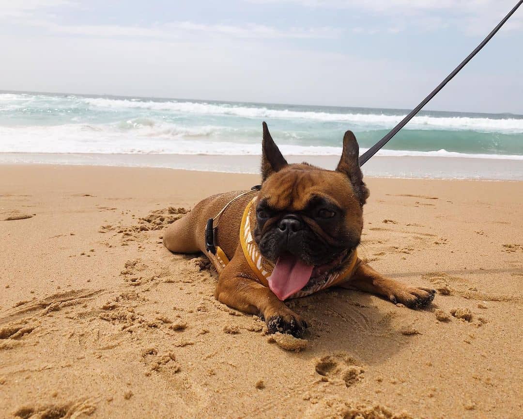 Bulldog francés en la playa