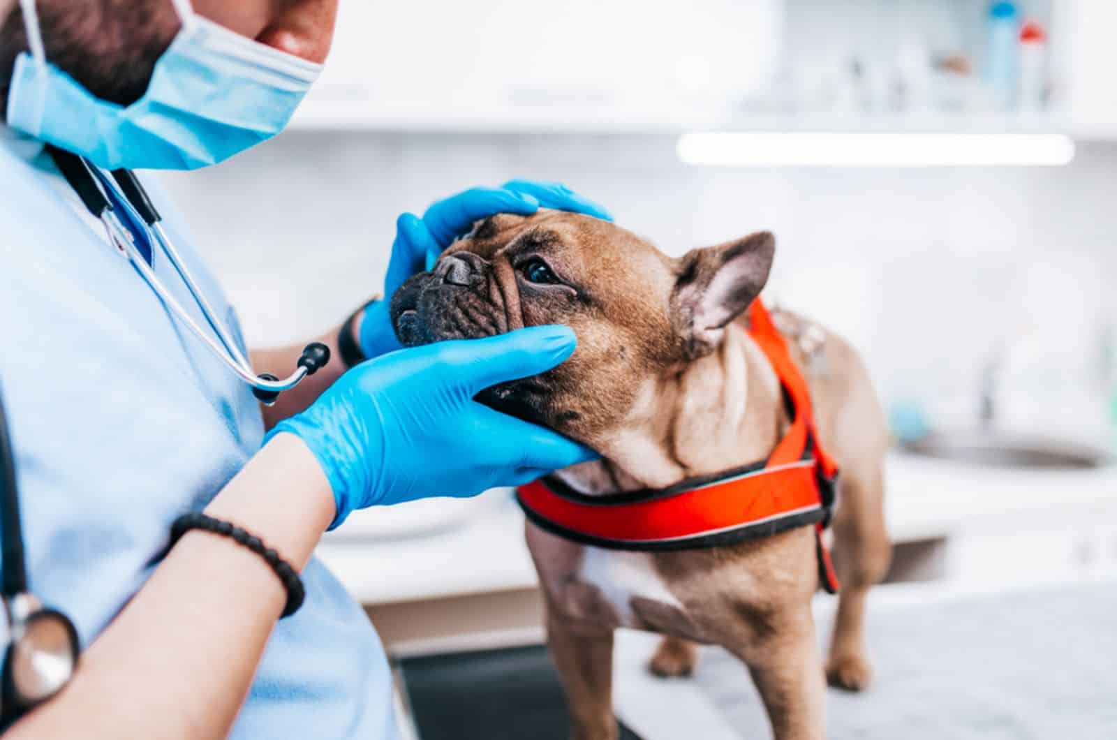 bulldog francés en ambulancia veterinaria siendo examinado por un veterinario