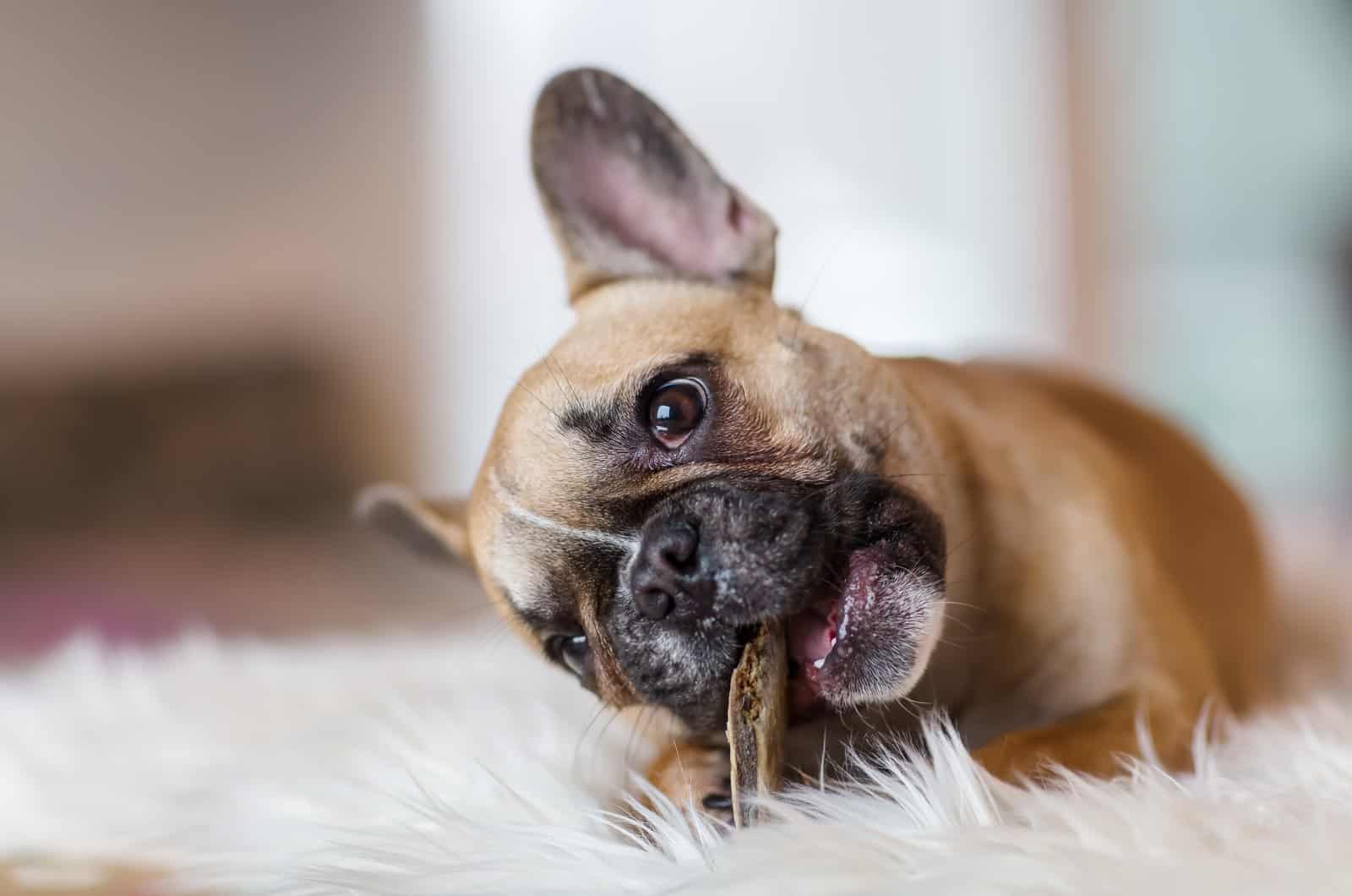 Bulldog francés comiendo