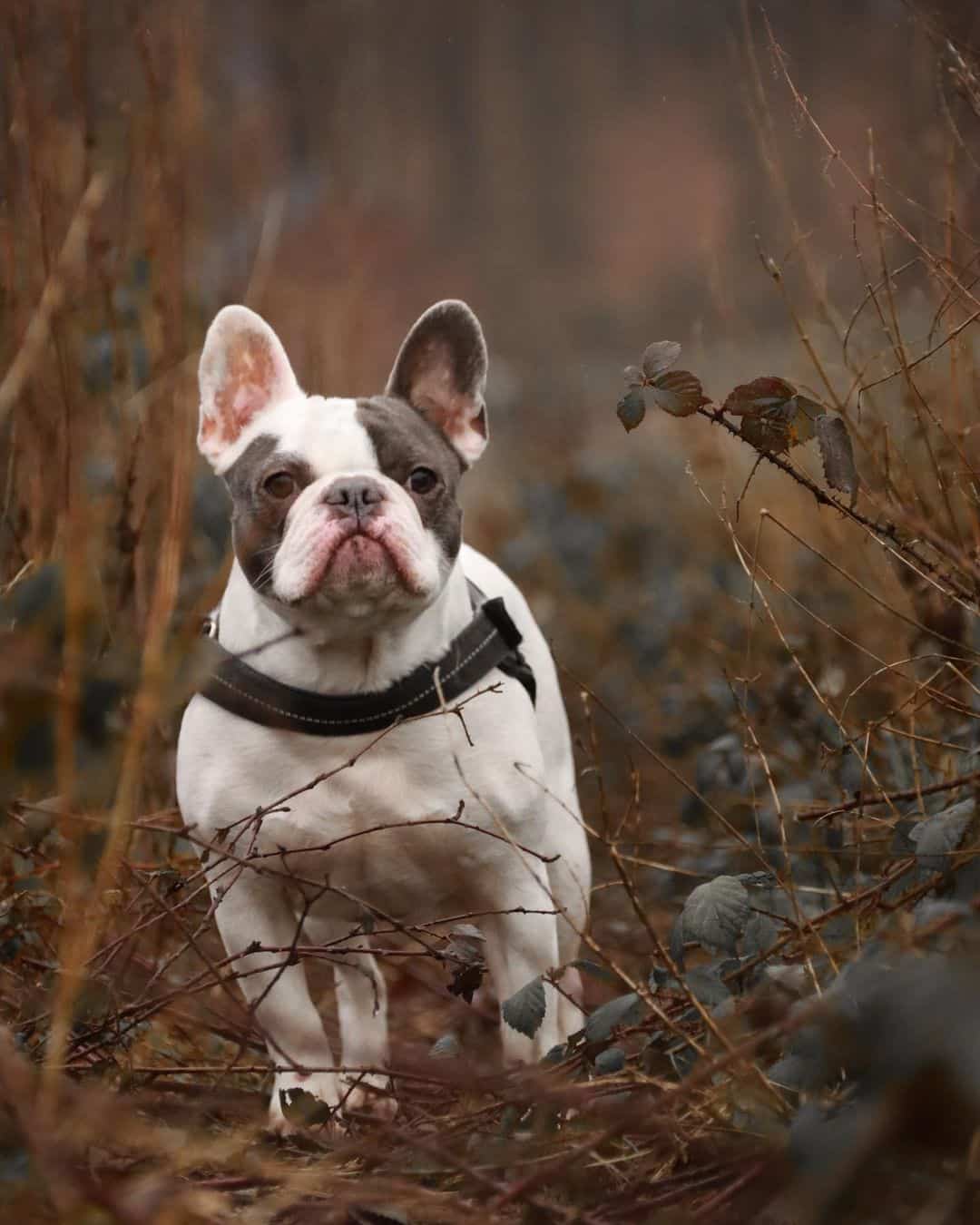 Bulldog francés en la naturaleza