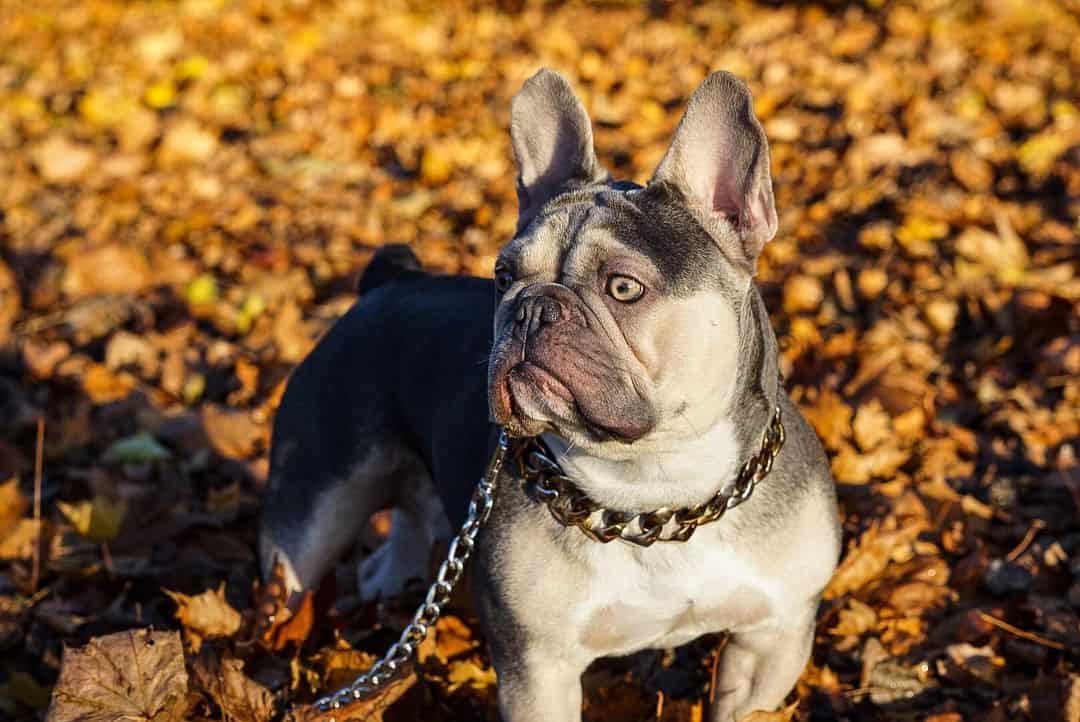 bulldog francés en el parque en otoño