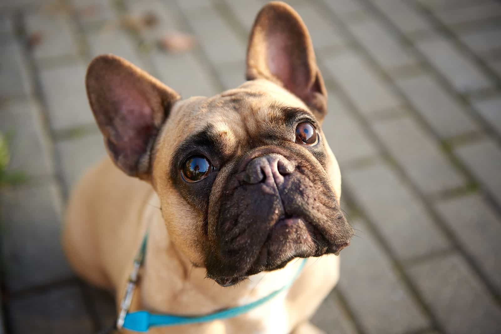 bulldog francés mirando hacia arriba