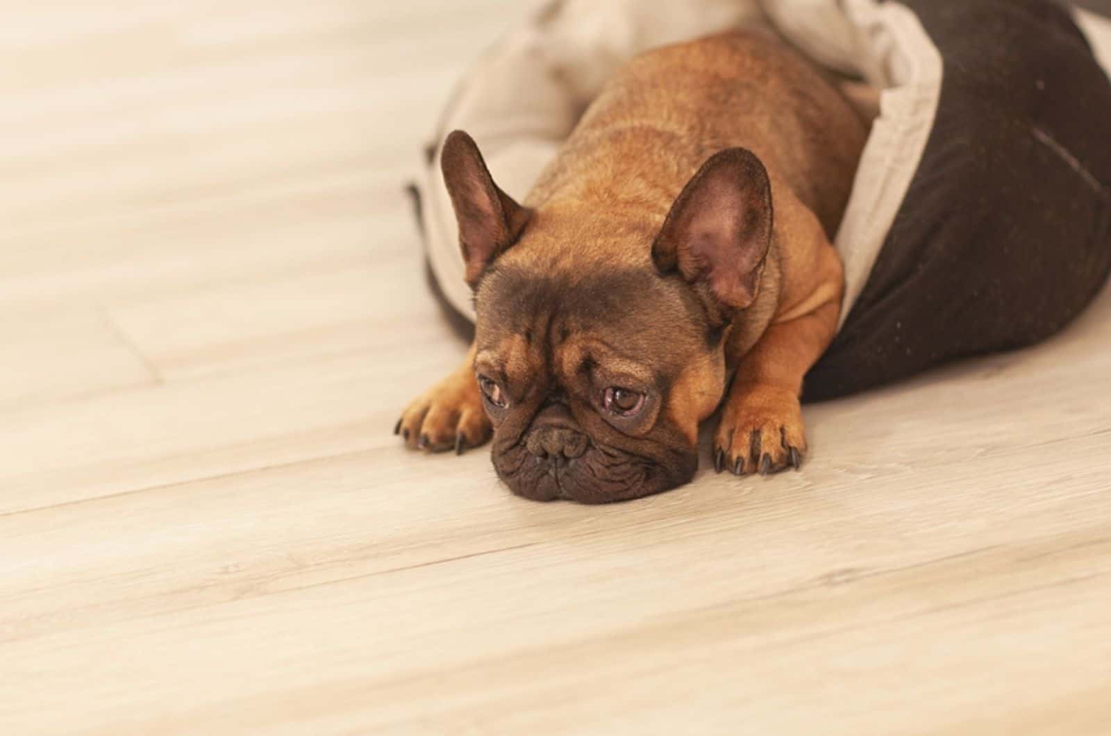 bulldog francés tumbado en su cama en interiores