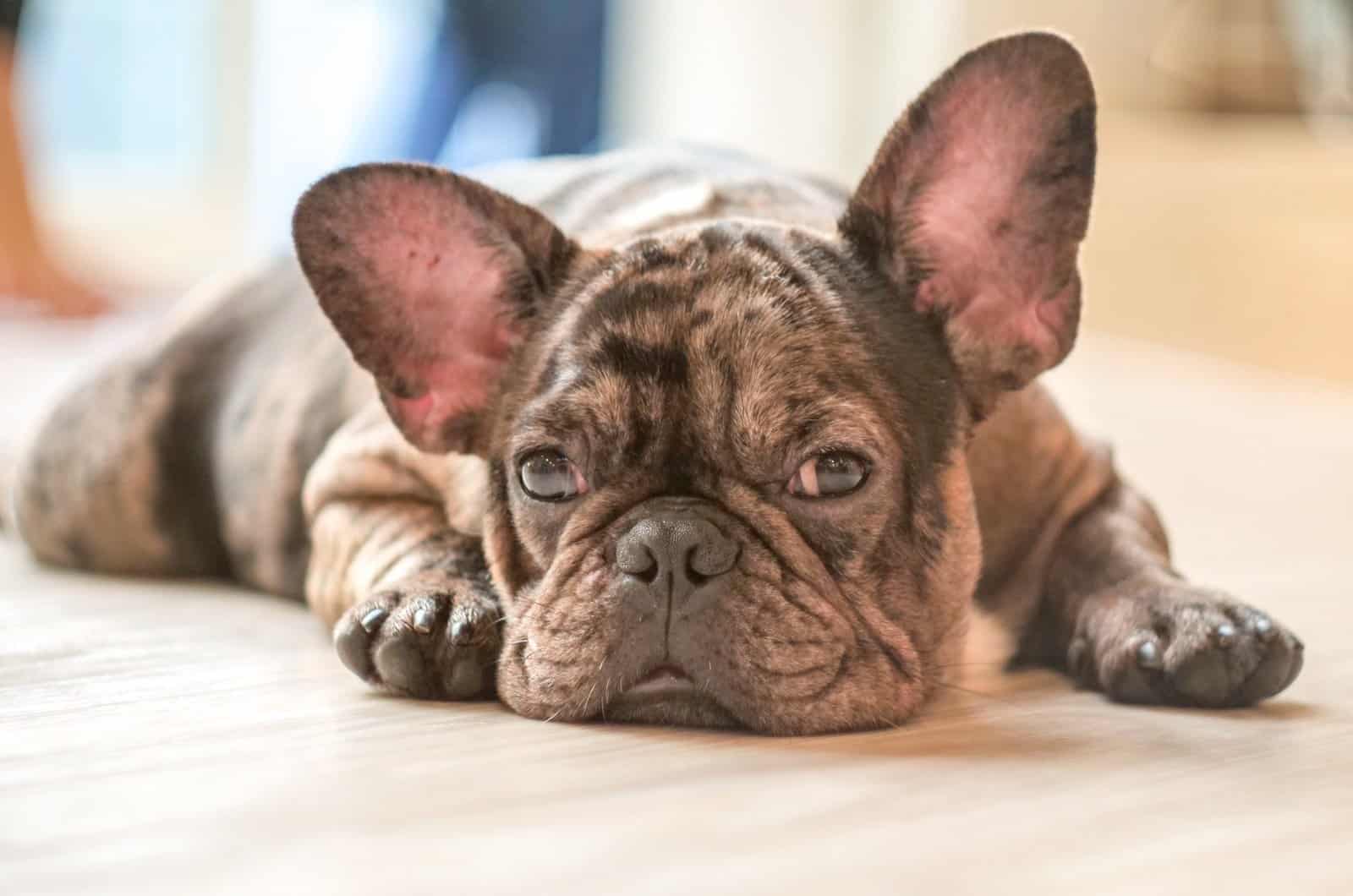 Bulldog francés tumbado en el suelo