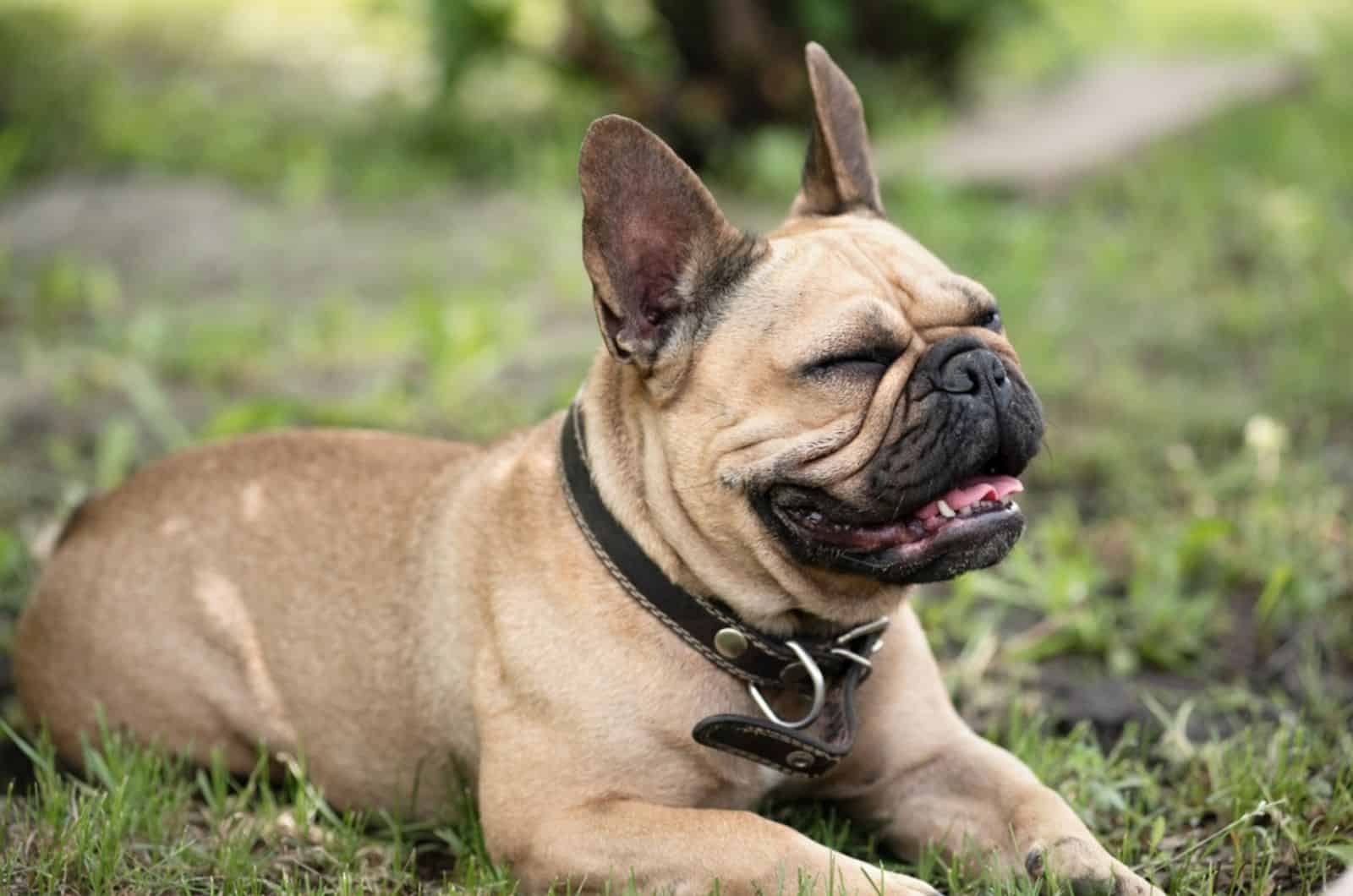 bulldog francés acostado en el césped y resoplando