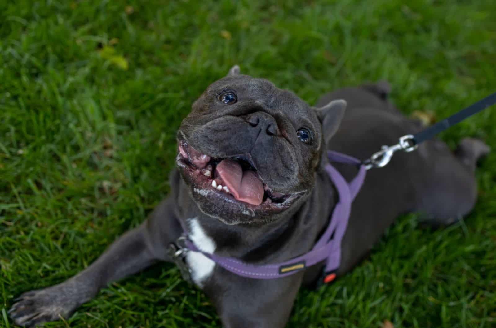 bulldog francés con la boca abierta mirando hacia arriba