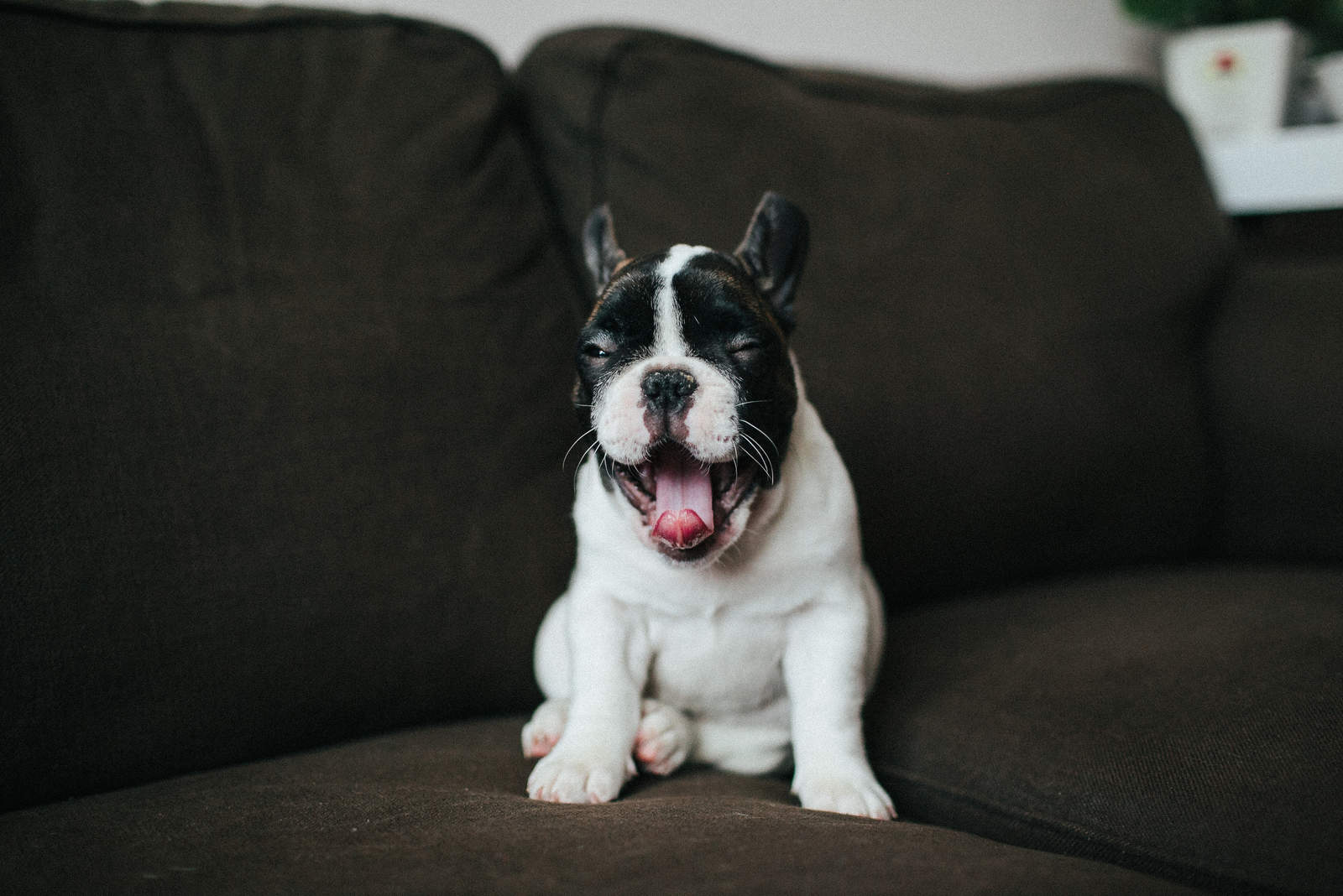 cachorro de bulldog francés tosiendo