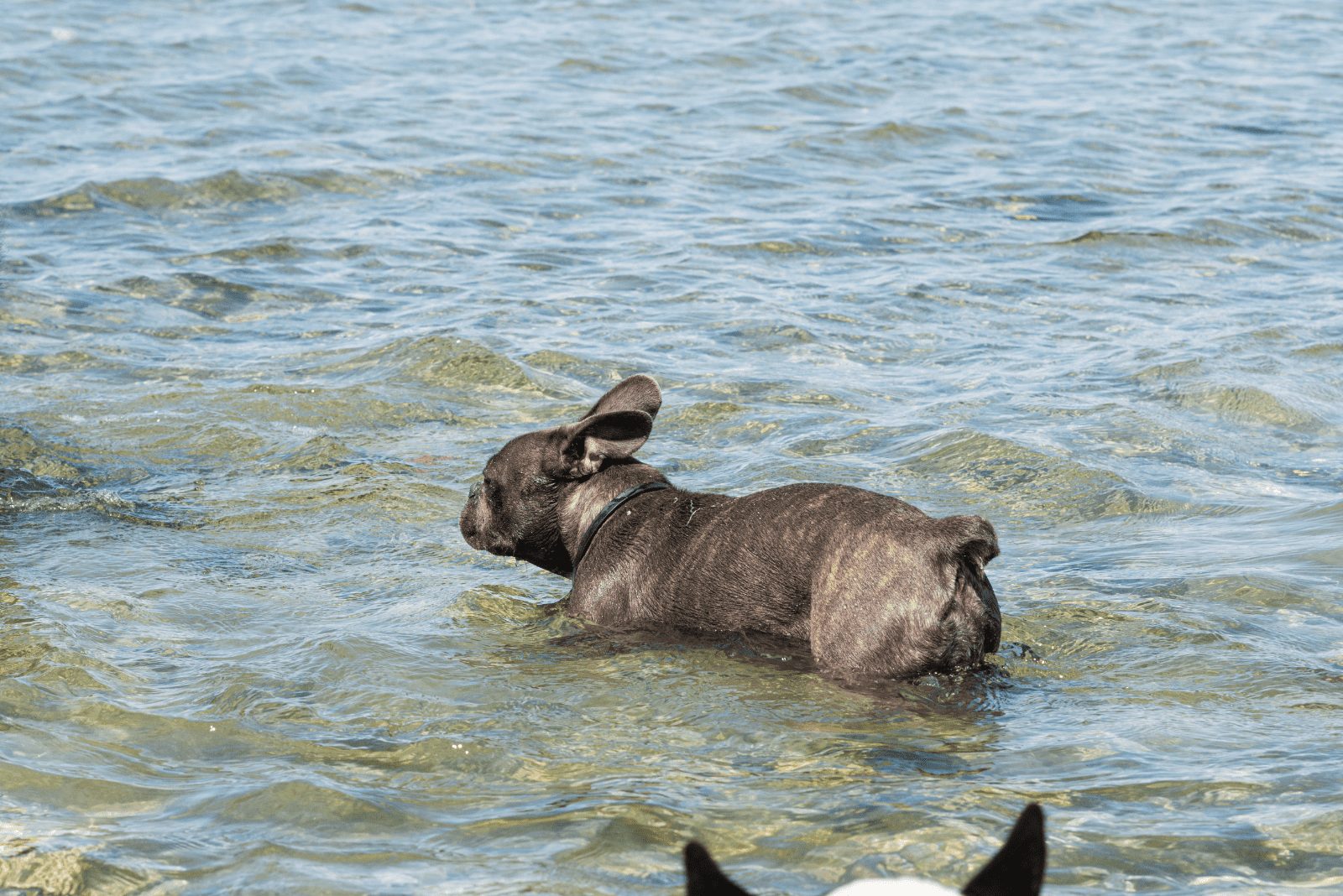 cachorro de bulldog francés en el agua