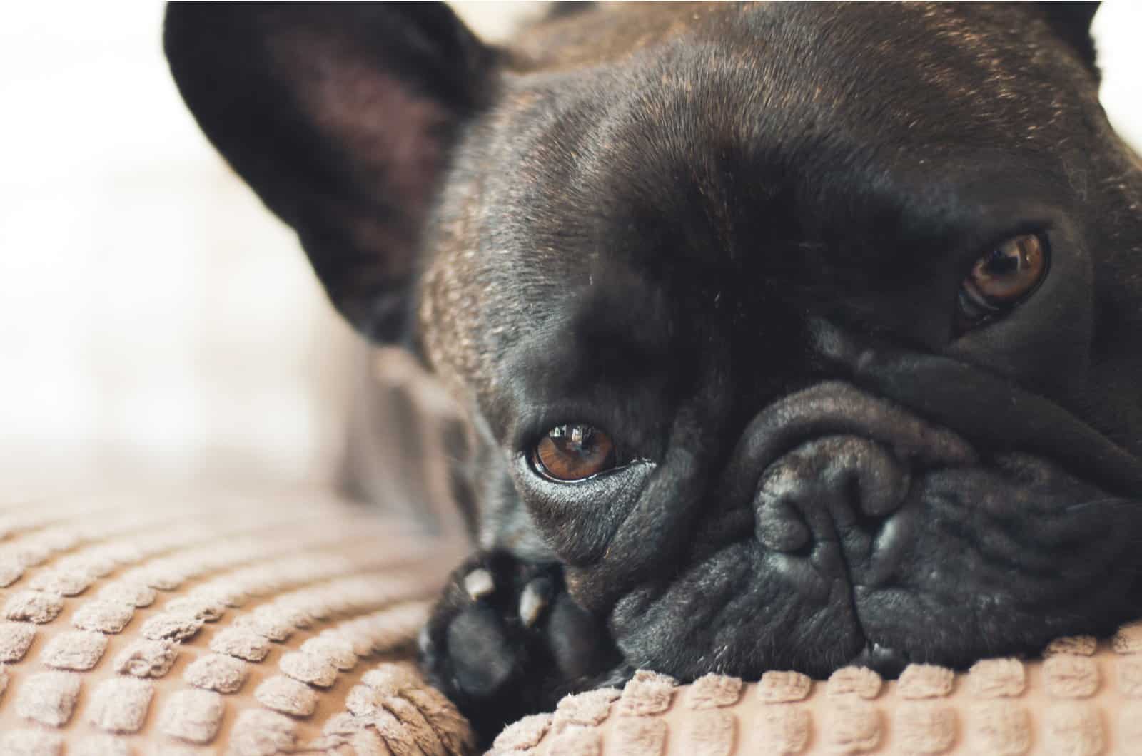 Bulldog francés descansando en la cama de un perro