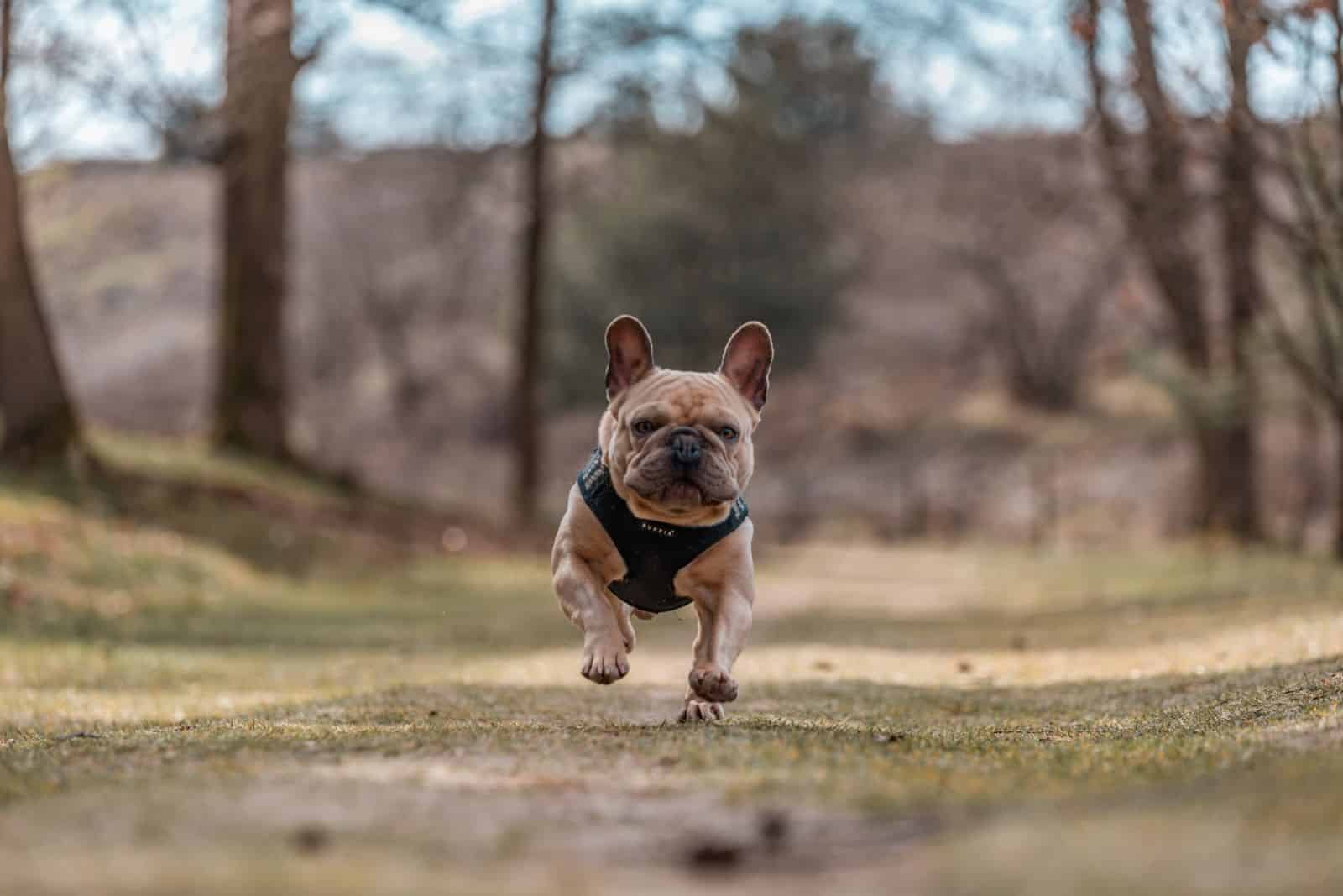 bulldog francés corriendo