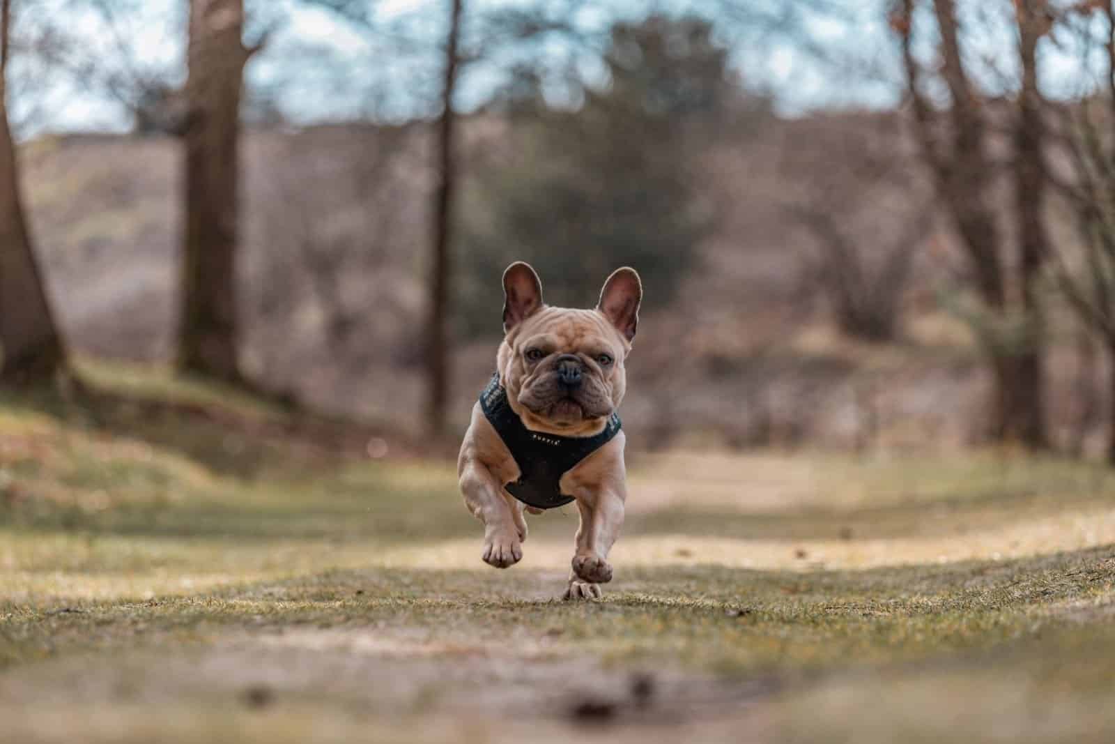 Bulldog francés corriendo