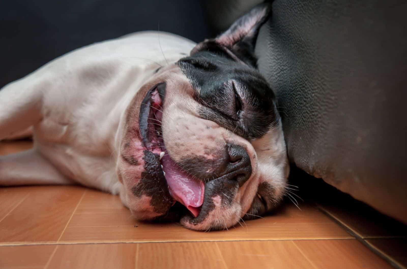 bulldog francés durmiendo en el suelo