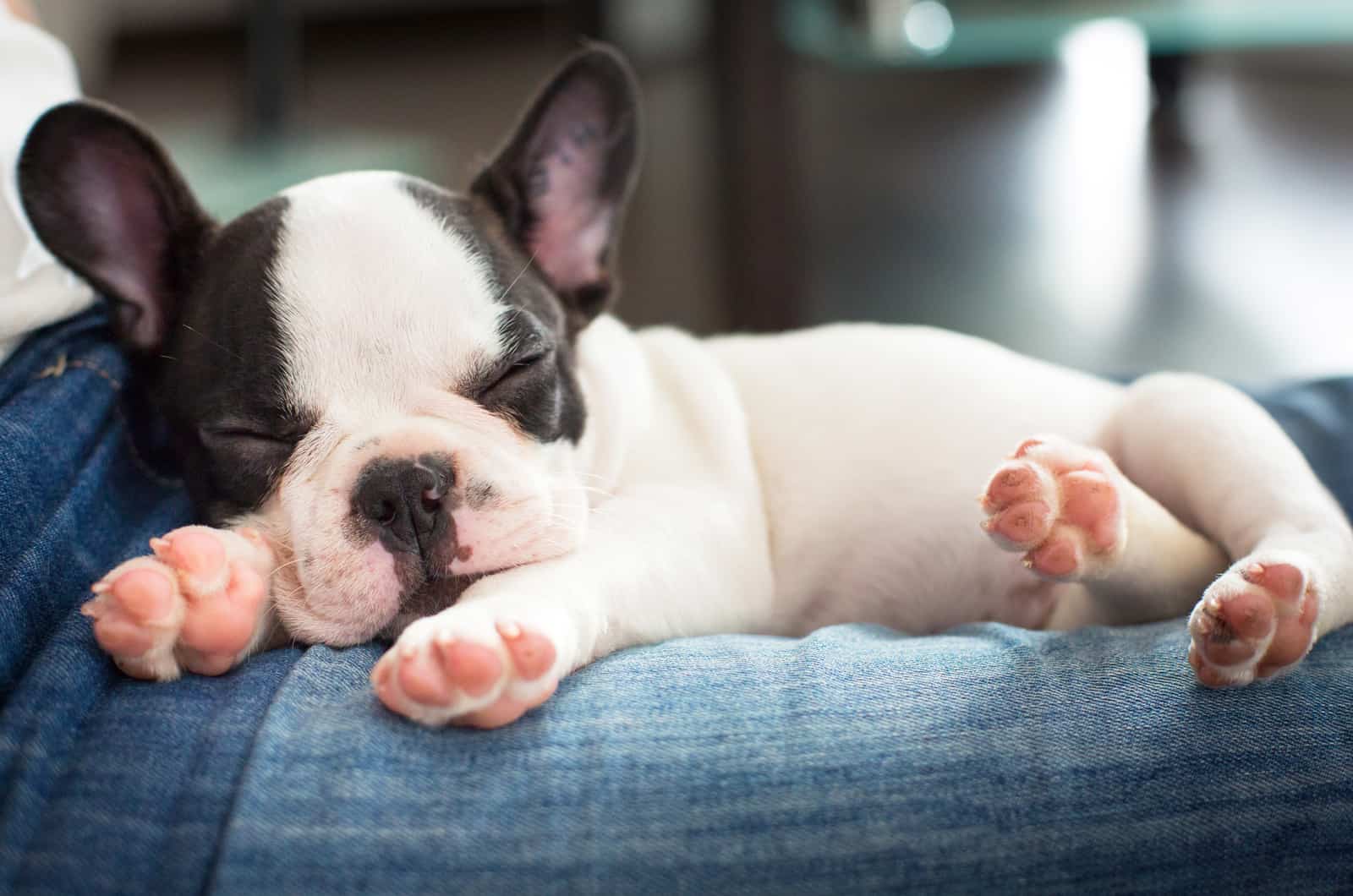 Bulldog francés durmiendo