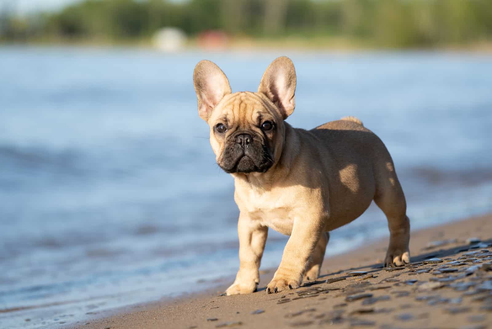 bulldog francés de pie en la playa
