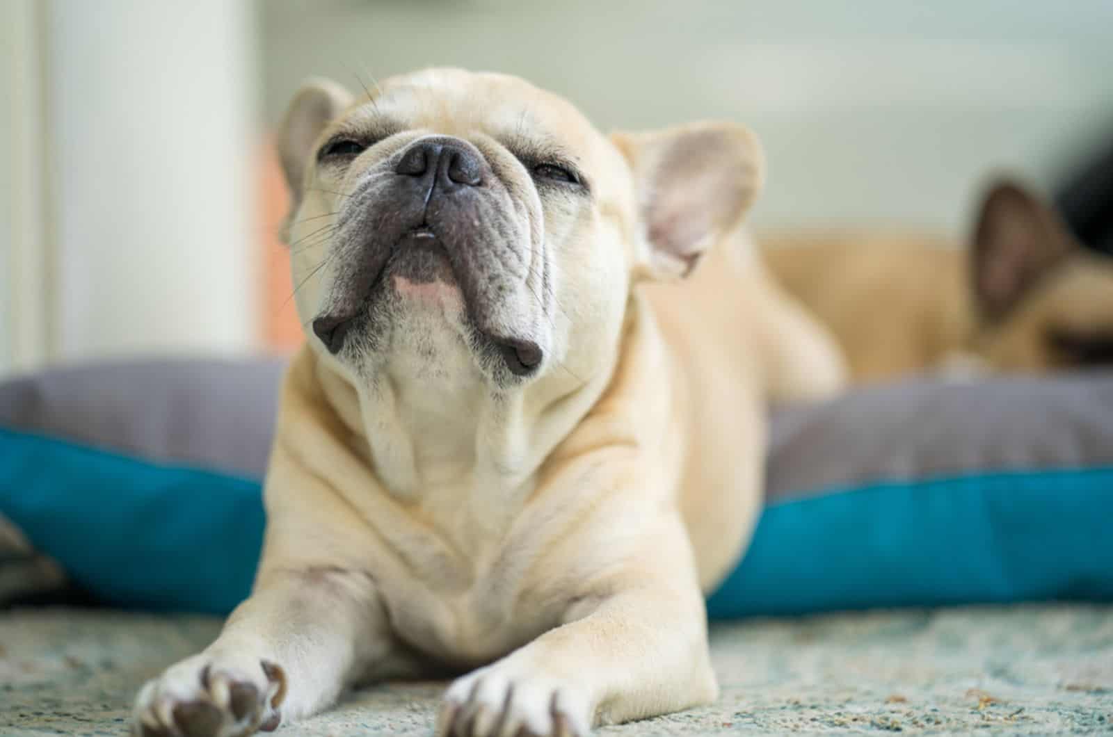 bulldog francés estirándose en la cama