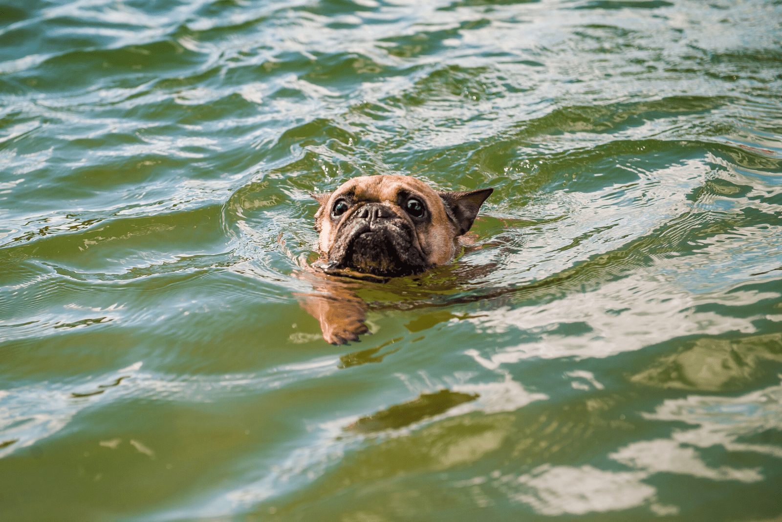 bulldog francés nada en el agua