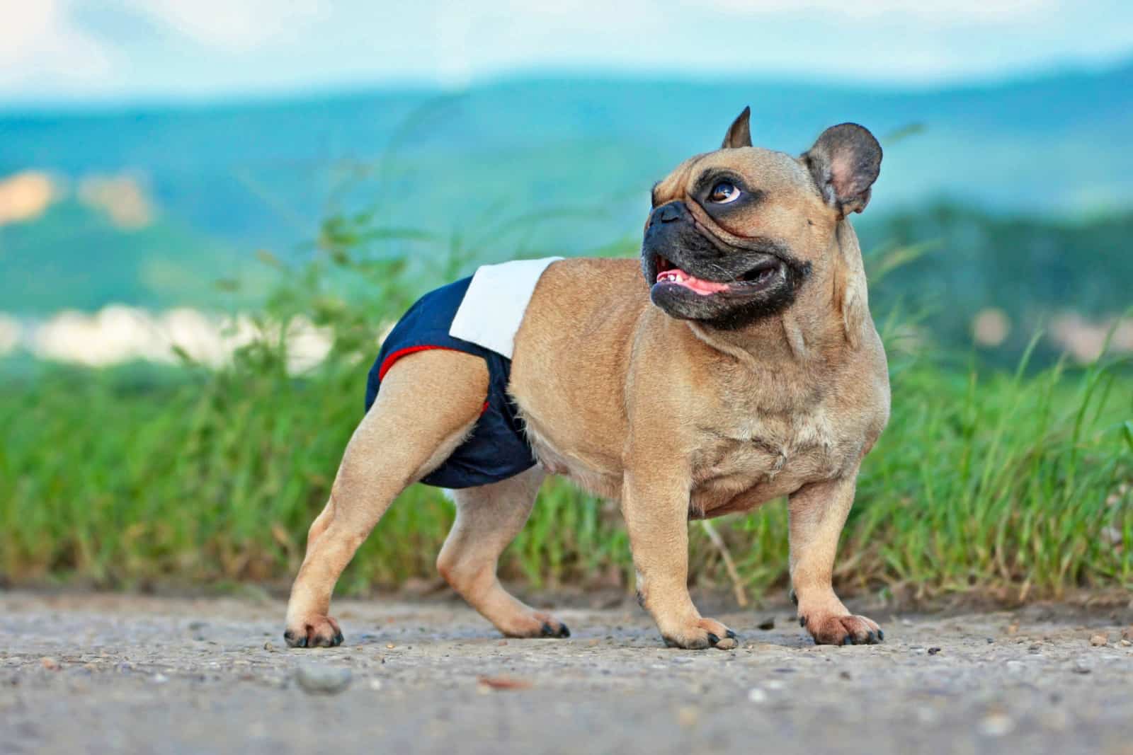 bulldog francés usando un pañal
