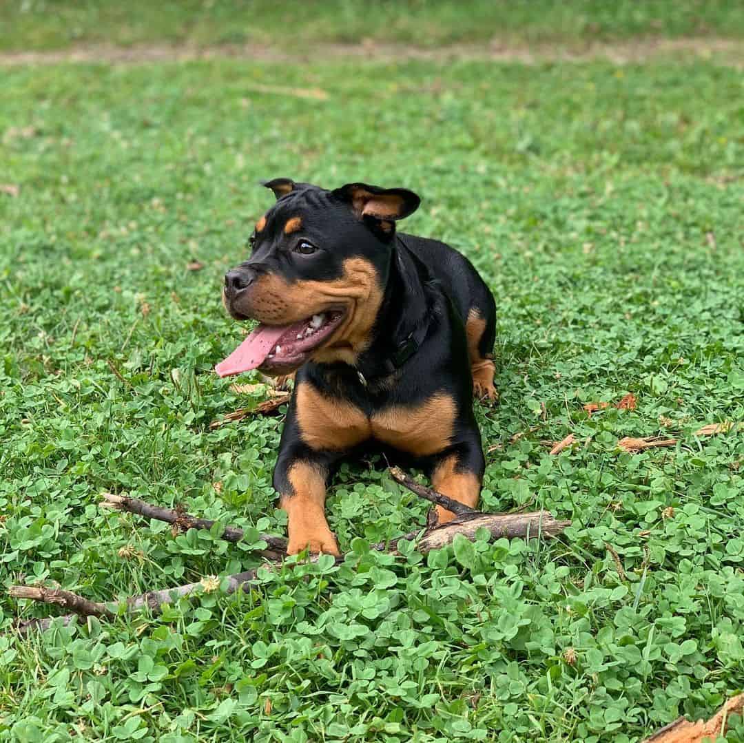 Bulldog Francés y Rottweiler