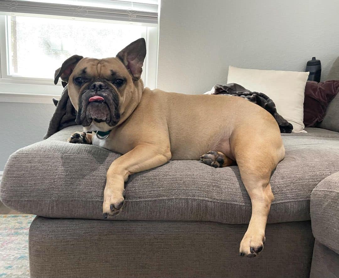 Bulldog Francés y Bulldog Inglés