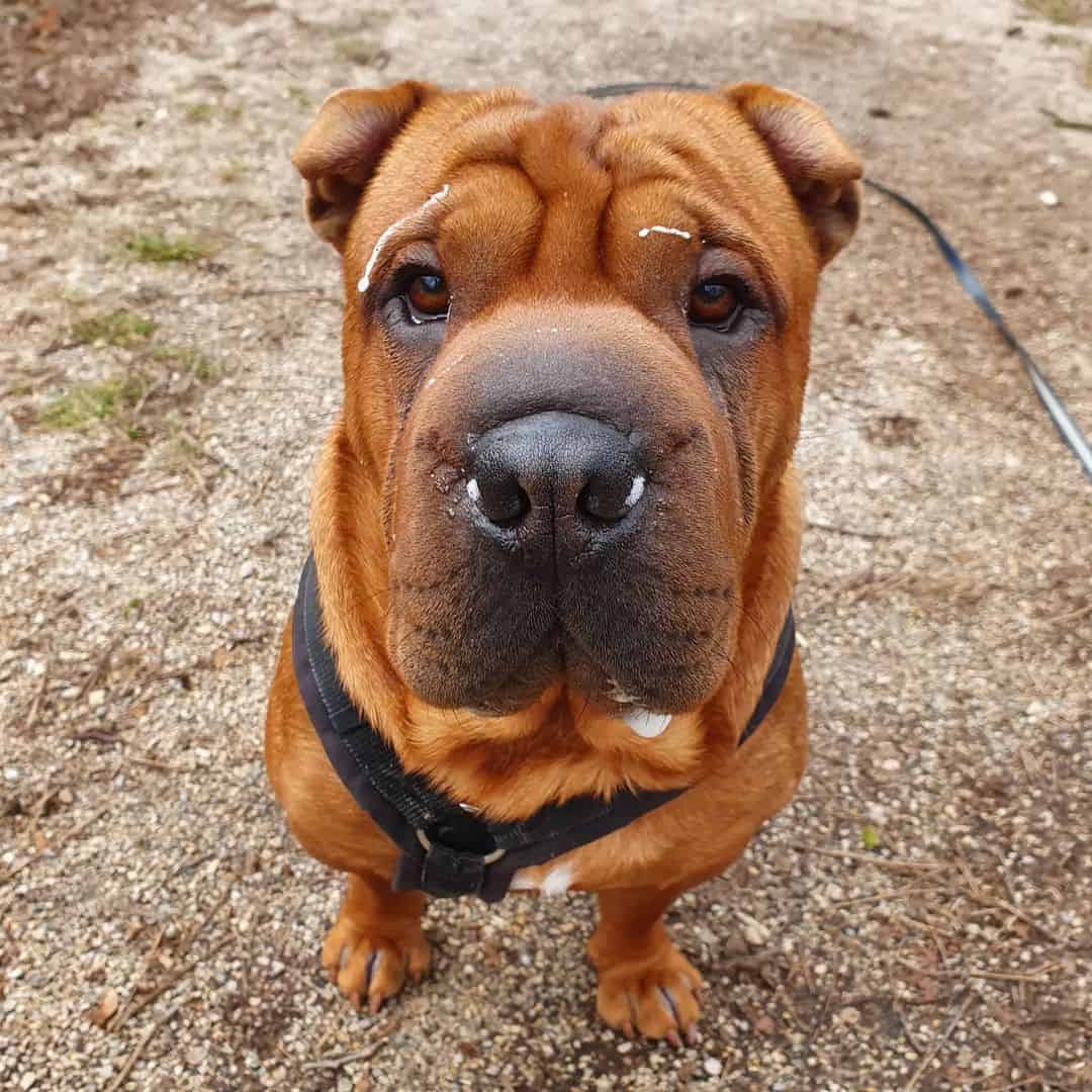 Bulldog Francés y Shar-Pei