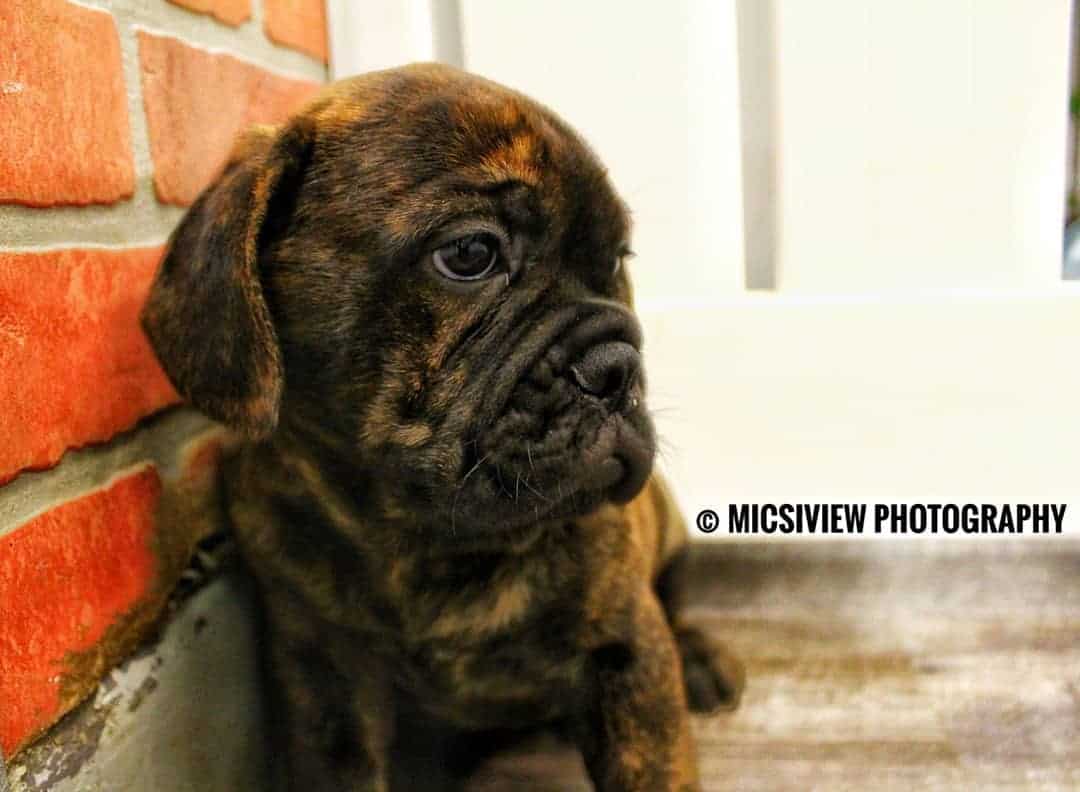 Bulldog Francés y Bullmastiff