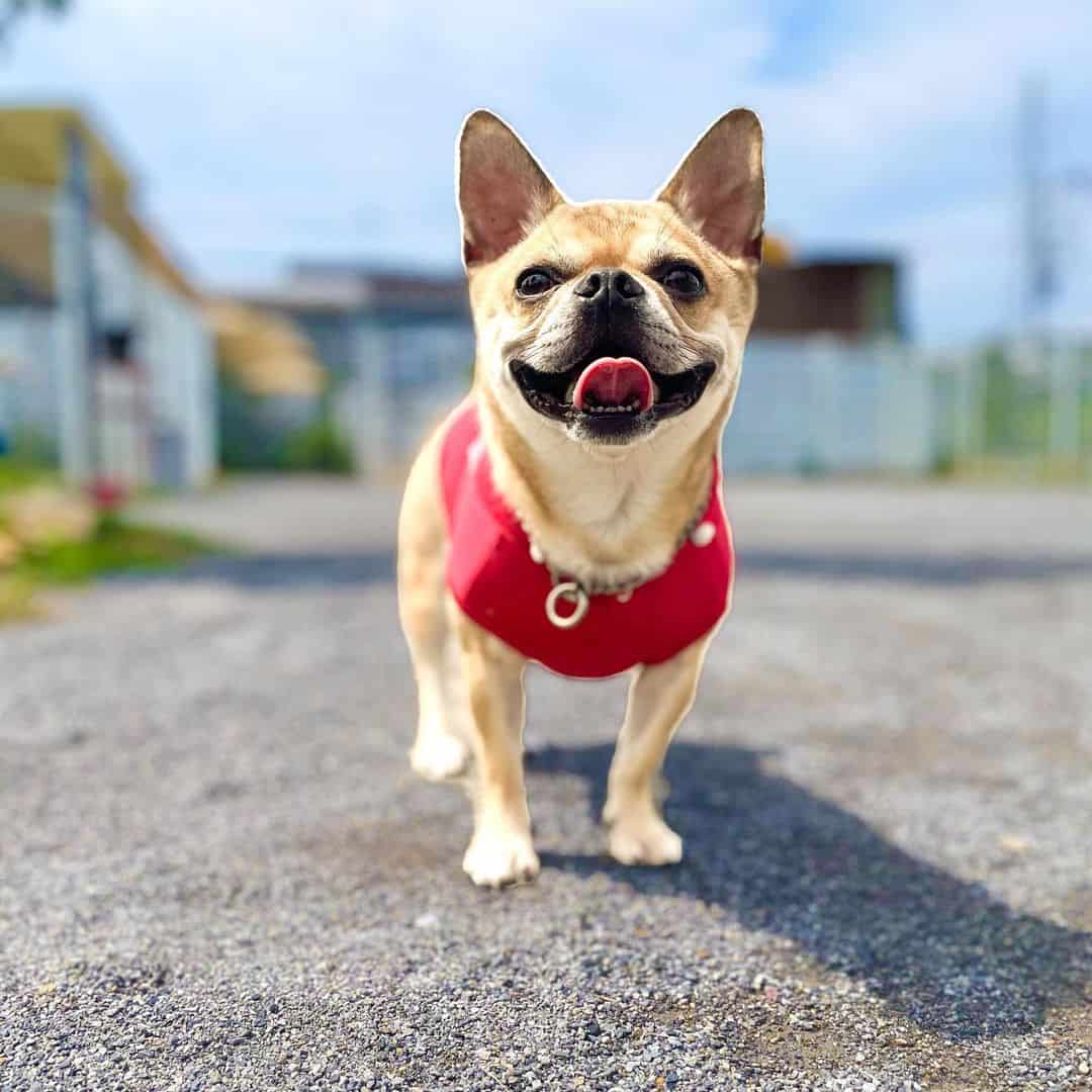 Bulldog Francés y Chihuahua