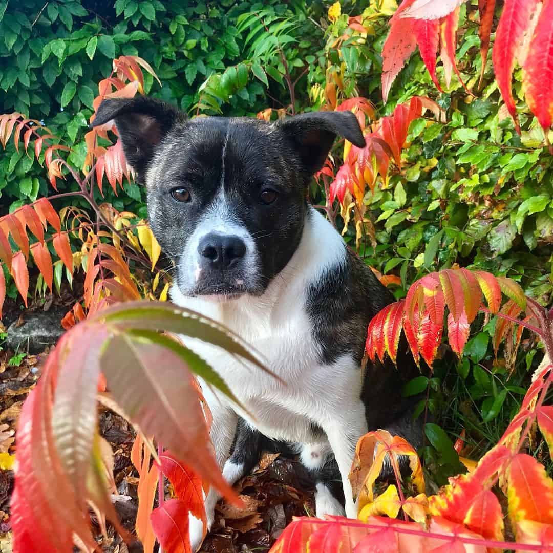 Bulldog Francés y Border Collie