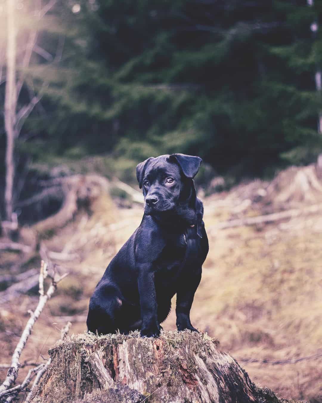 Bulldog Francés y Labrador Retriever