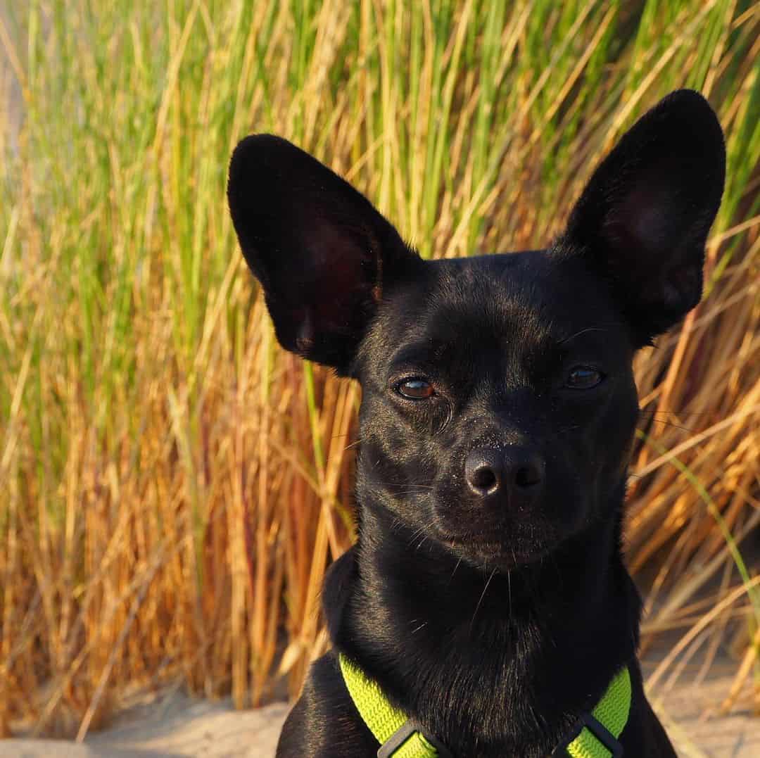 Bulldog Francés y Pinscher Miniatura