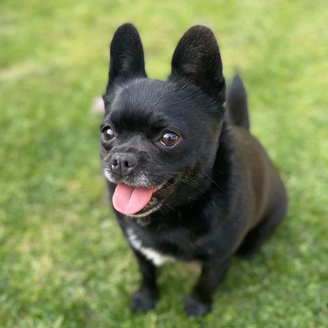 Bulldog Francés y Pomerania