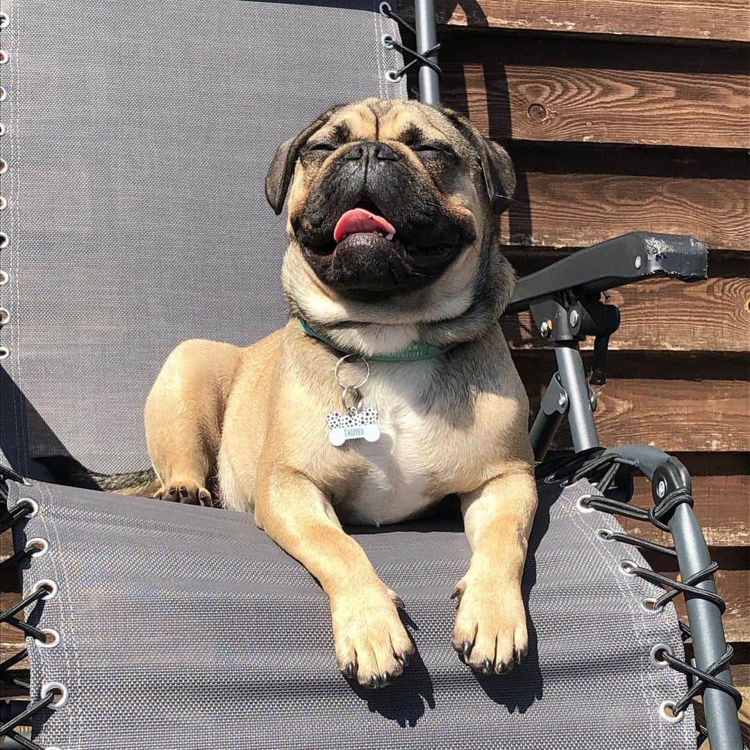 Bulldog Francés y Pug