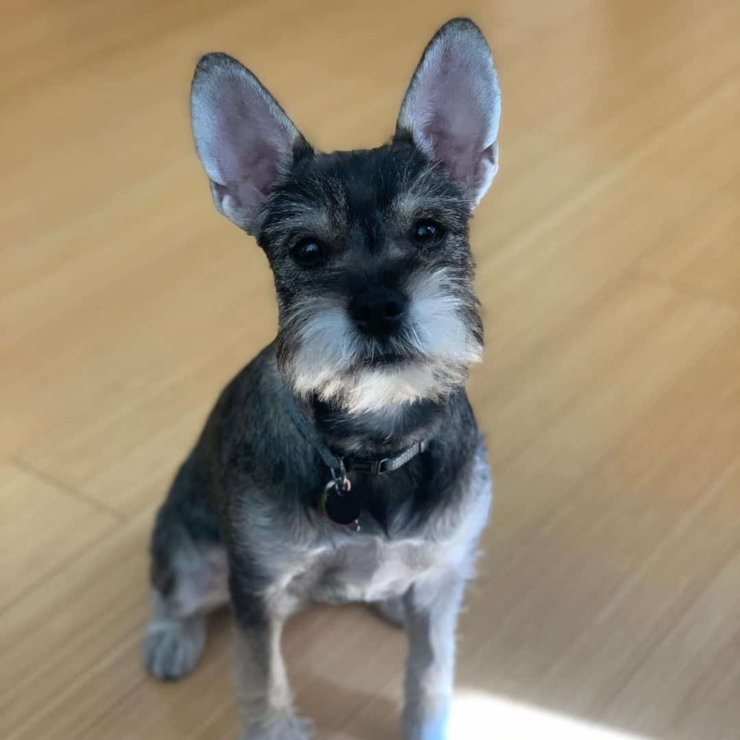 Bulldog Francés y Schnauzer