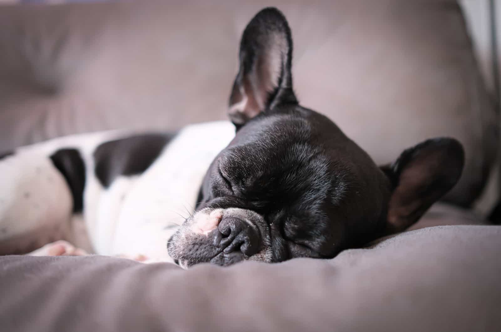 bulldog francés durmiendo